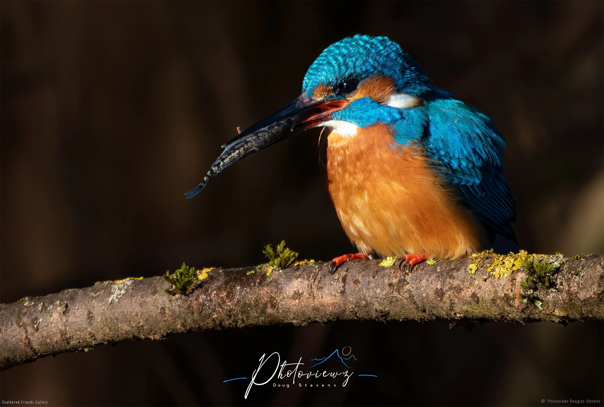412_DST_Birds_2025_Kingfisher_Breakfast_Is_Secured_L.jpg