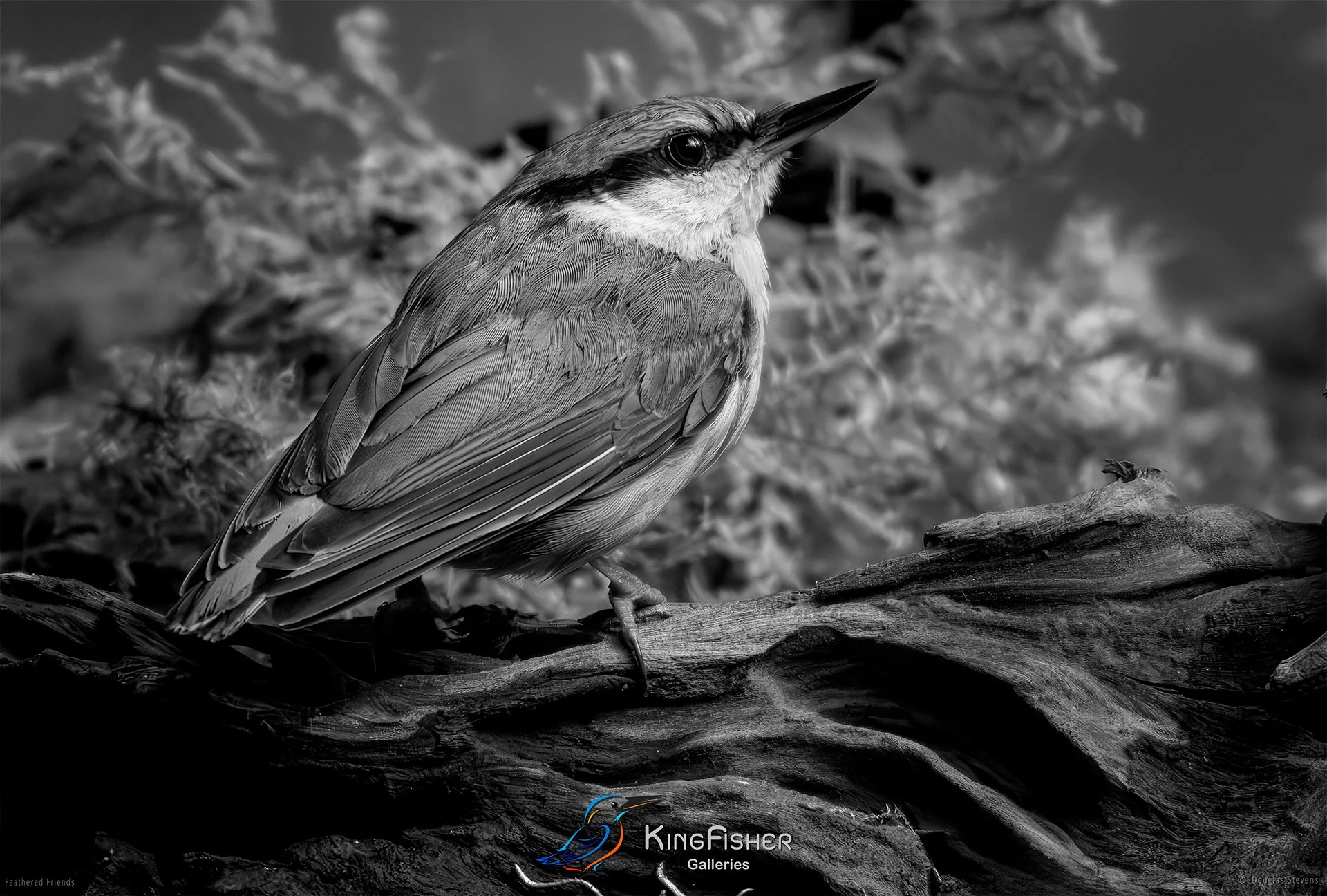 576_DST_Birds_2025_Nuthatch_L_BW.jpg