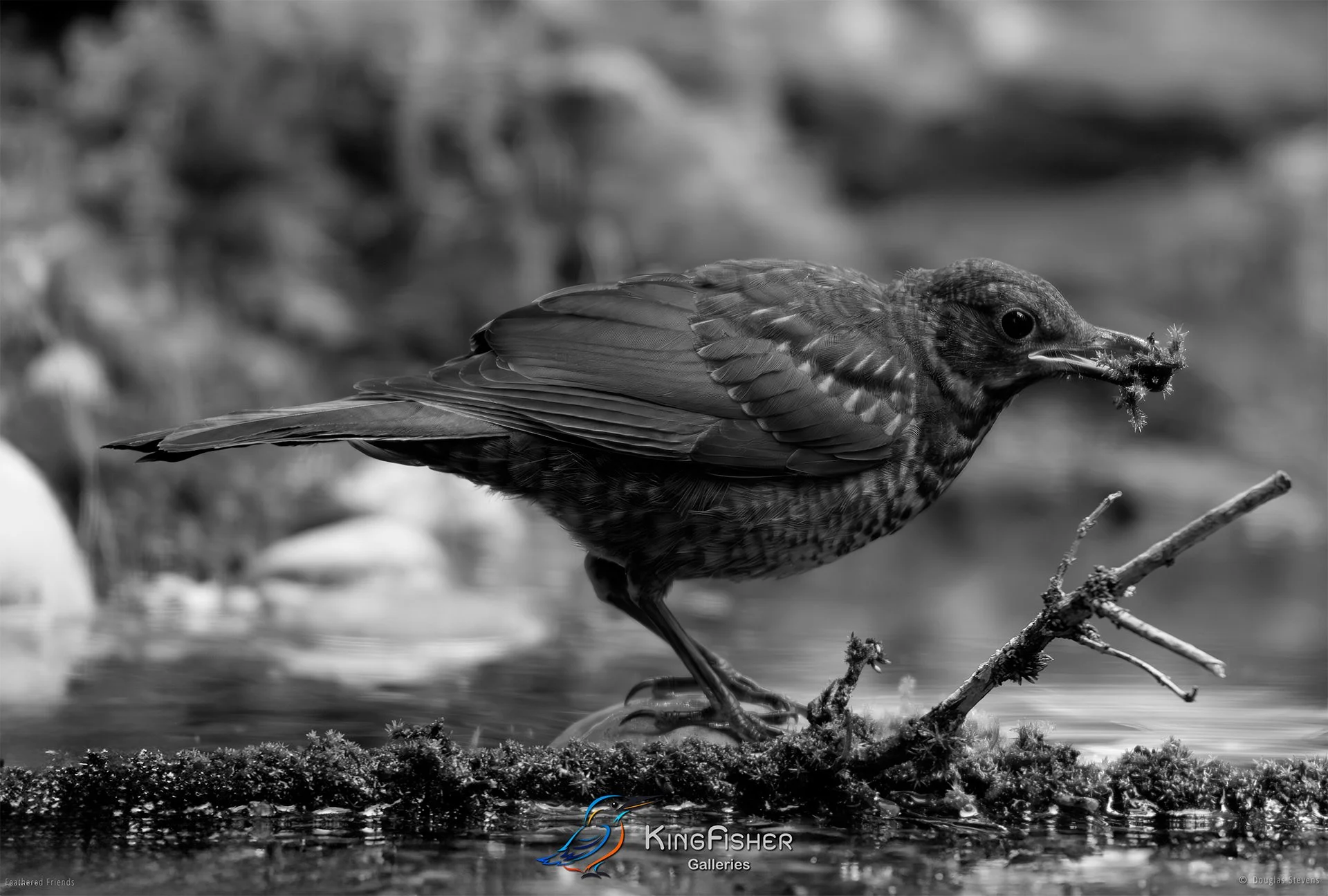 613_DST_Birds_2025_Blackbird_Fledgling_Inedible_L_BW.jpg