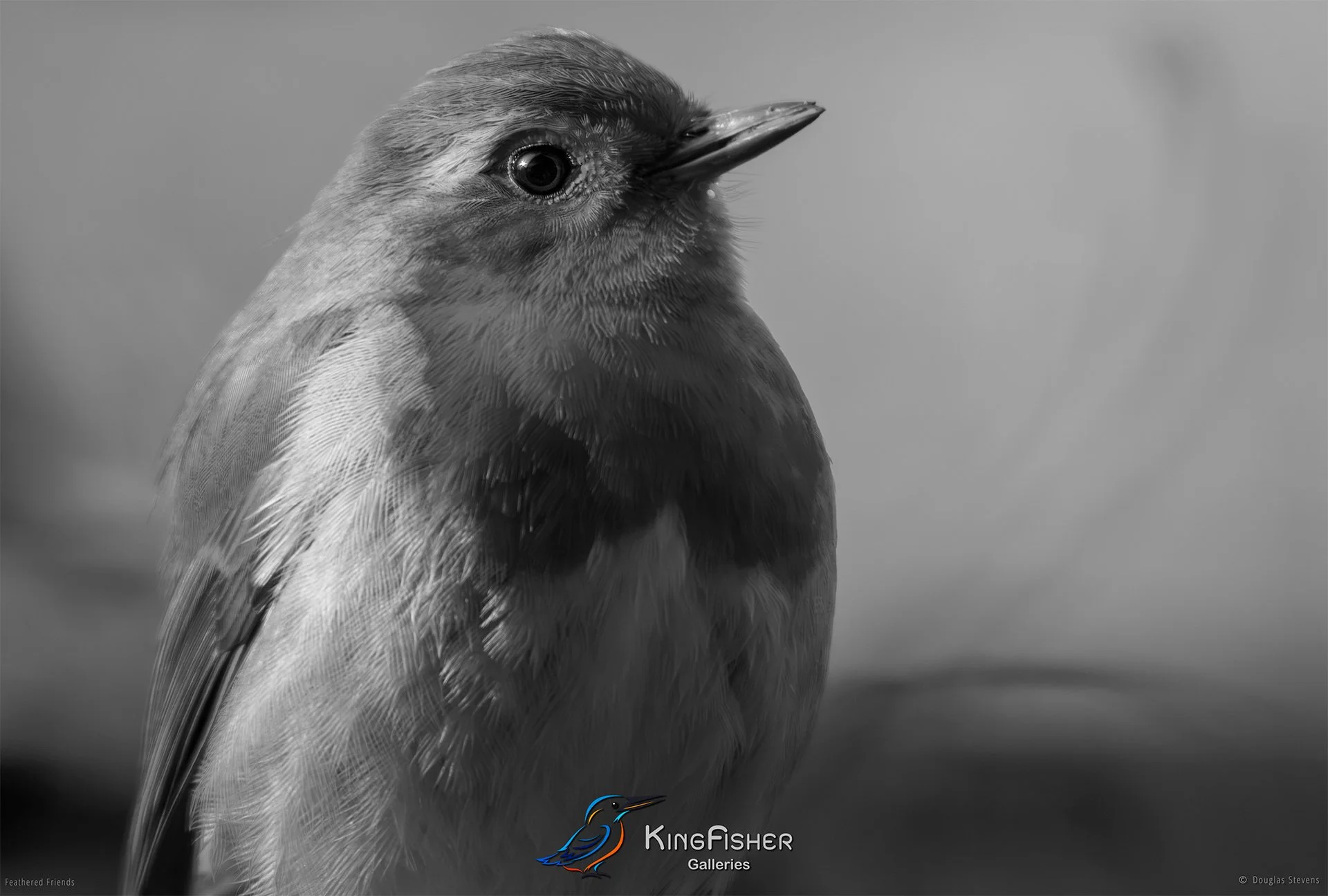 723_DST_Birds_2025_Robin_Side_Profile_L_BW.jpg