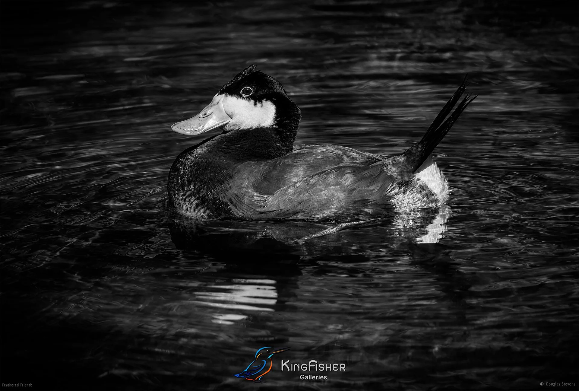 603_DST_Birds_2025_Ruddy_Duck_L_BW.jpg