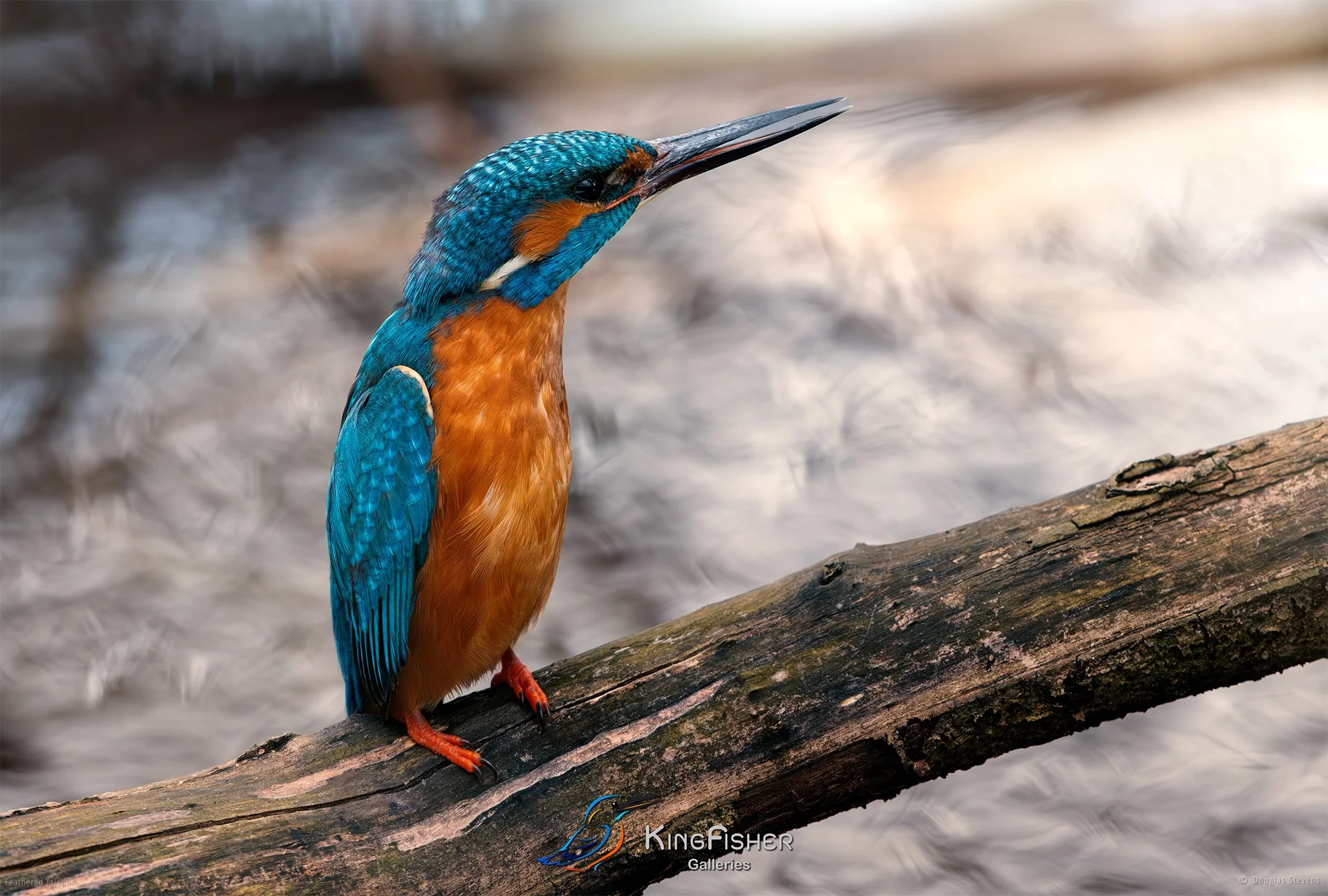 430_DST_Birds_2025_Kingfisher_Stand_Like_A_Penguin_L.jpg