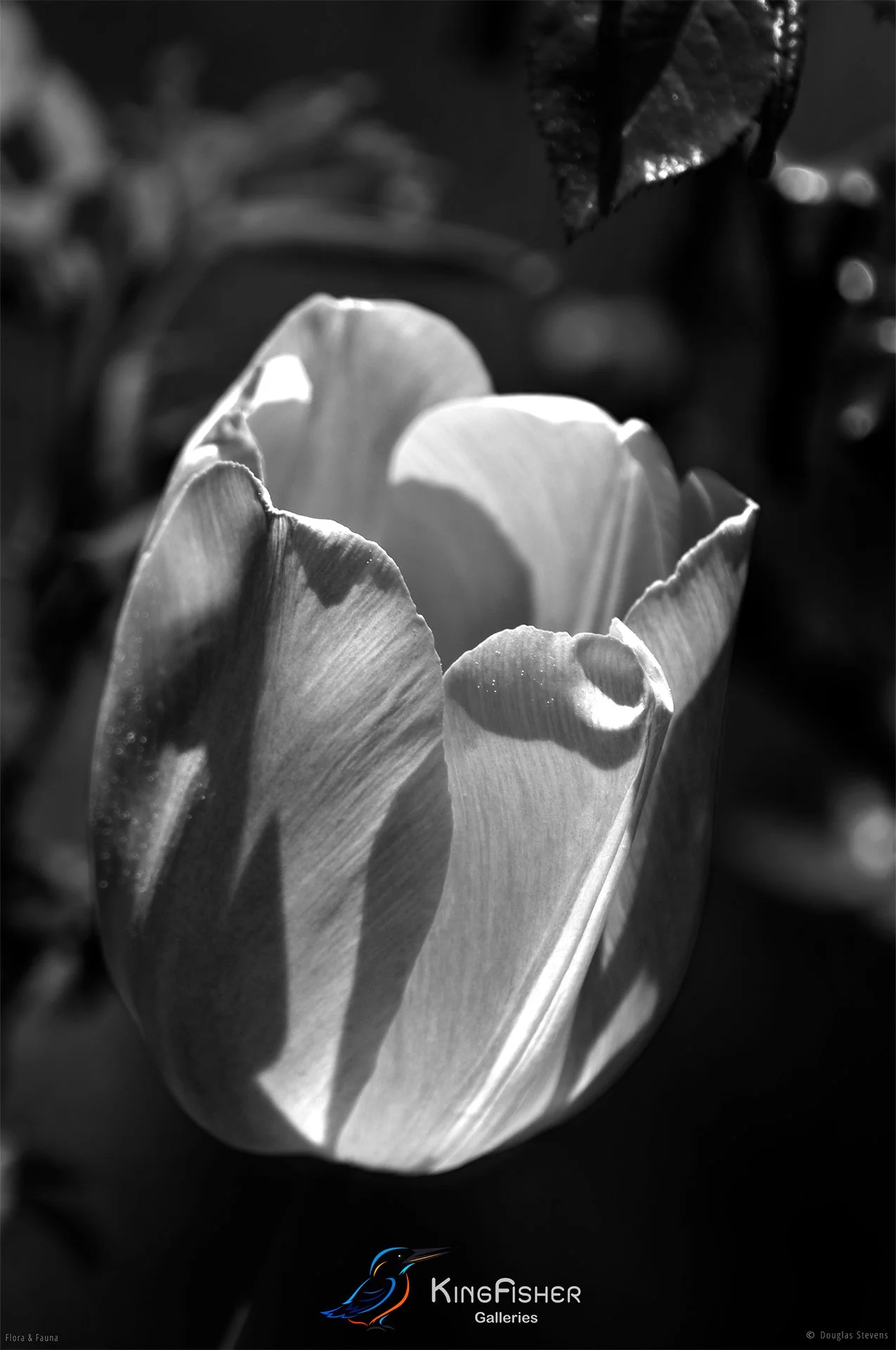 036_DST_Flora_Fauna_2009_Tulip_P_BW.jpg