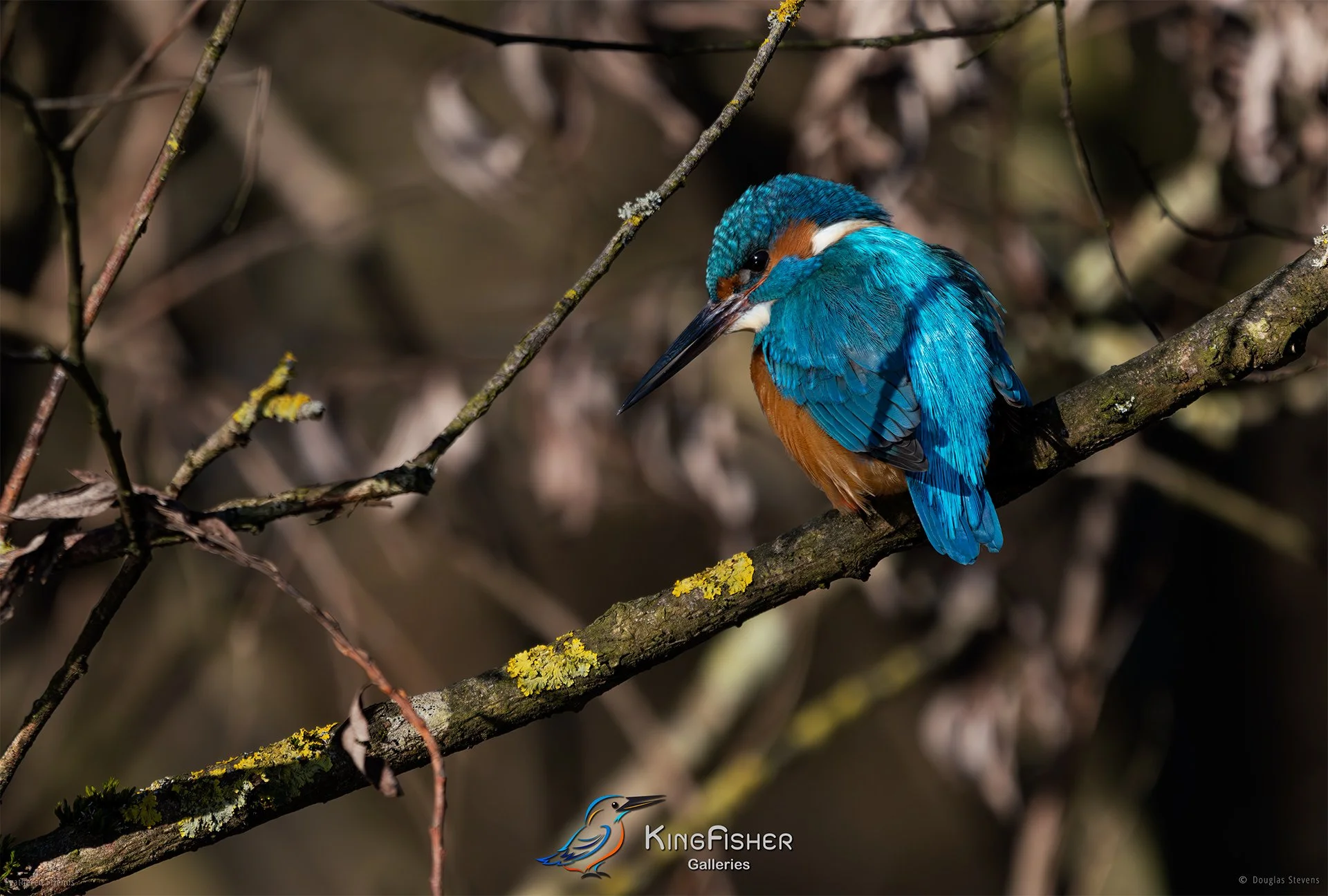 417_DST_Birds_2025_Kingfisher_Watchful_Stare_L.jpg
