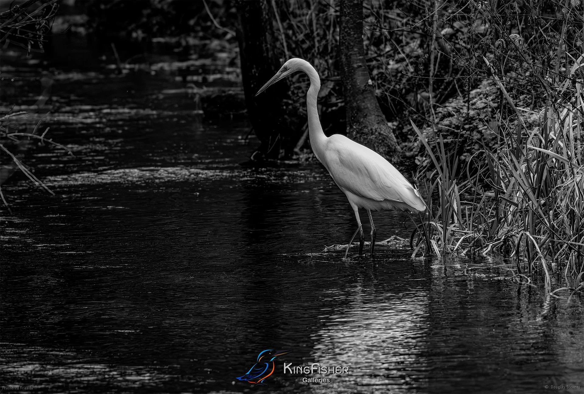 731_DST_Birds_2025_Great_Egret_Fishing_L_BW.jpg