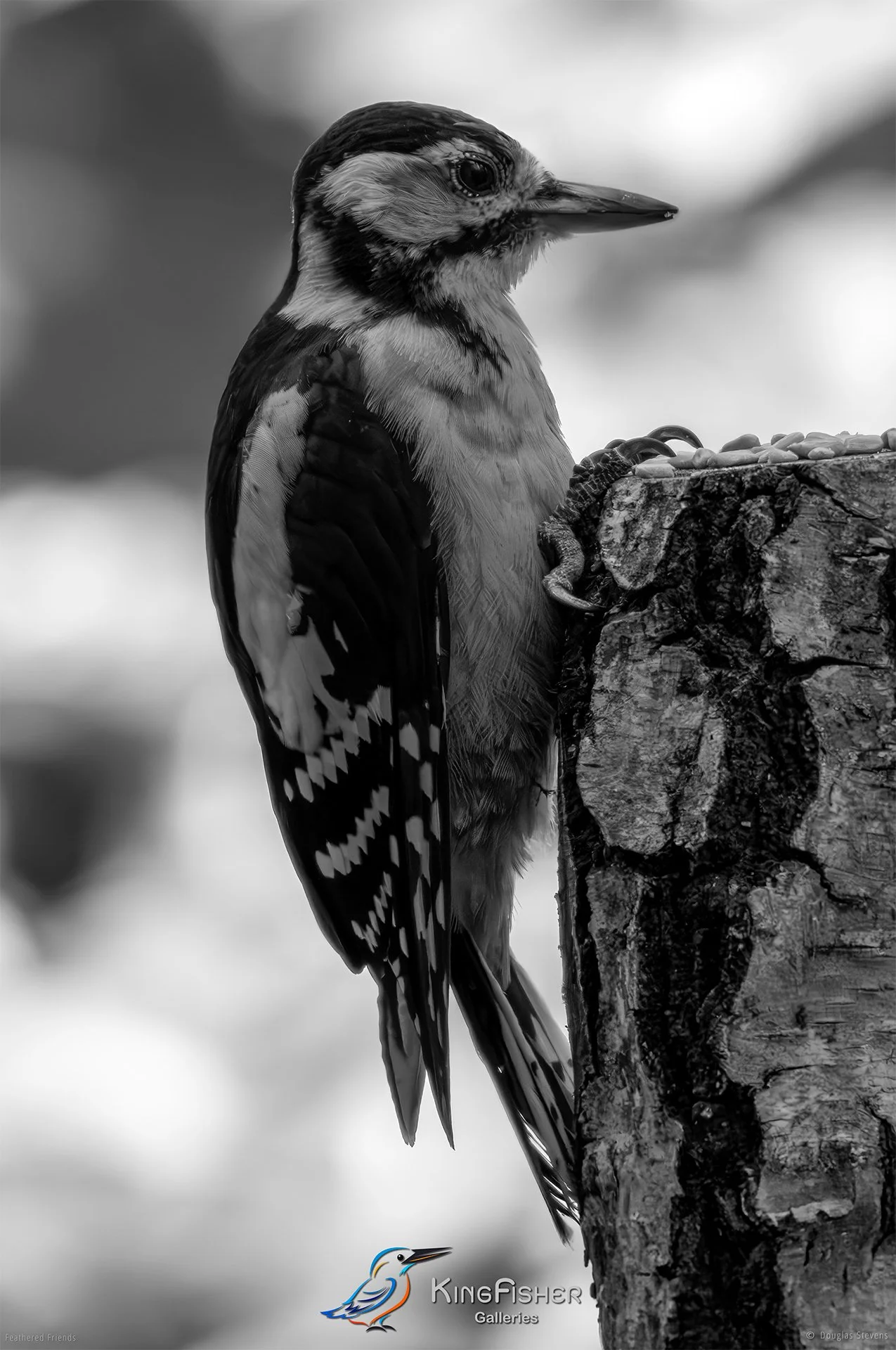 709_DST_Birds_2025_GSW_P_BW.jpg