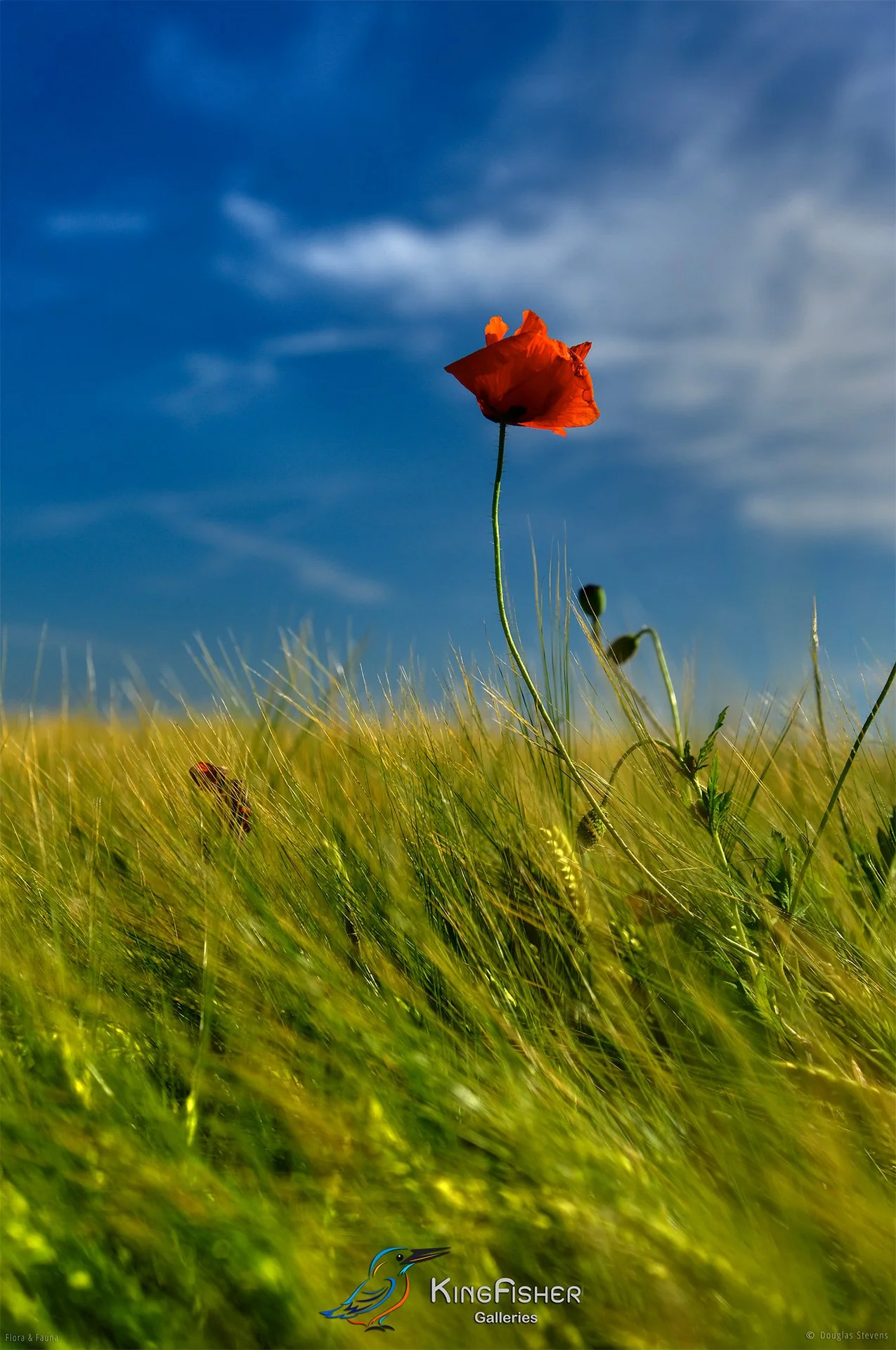 079_DST_Flora_Fauna_2012_Poppy_Field_Study_P.jpg