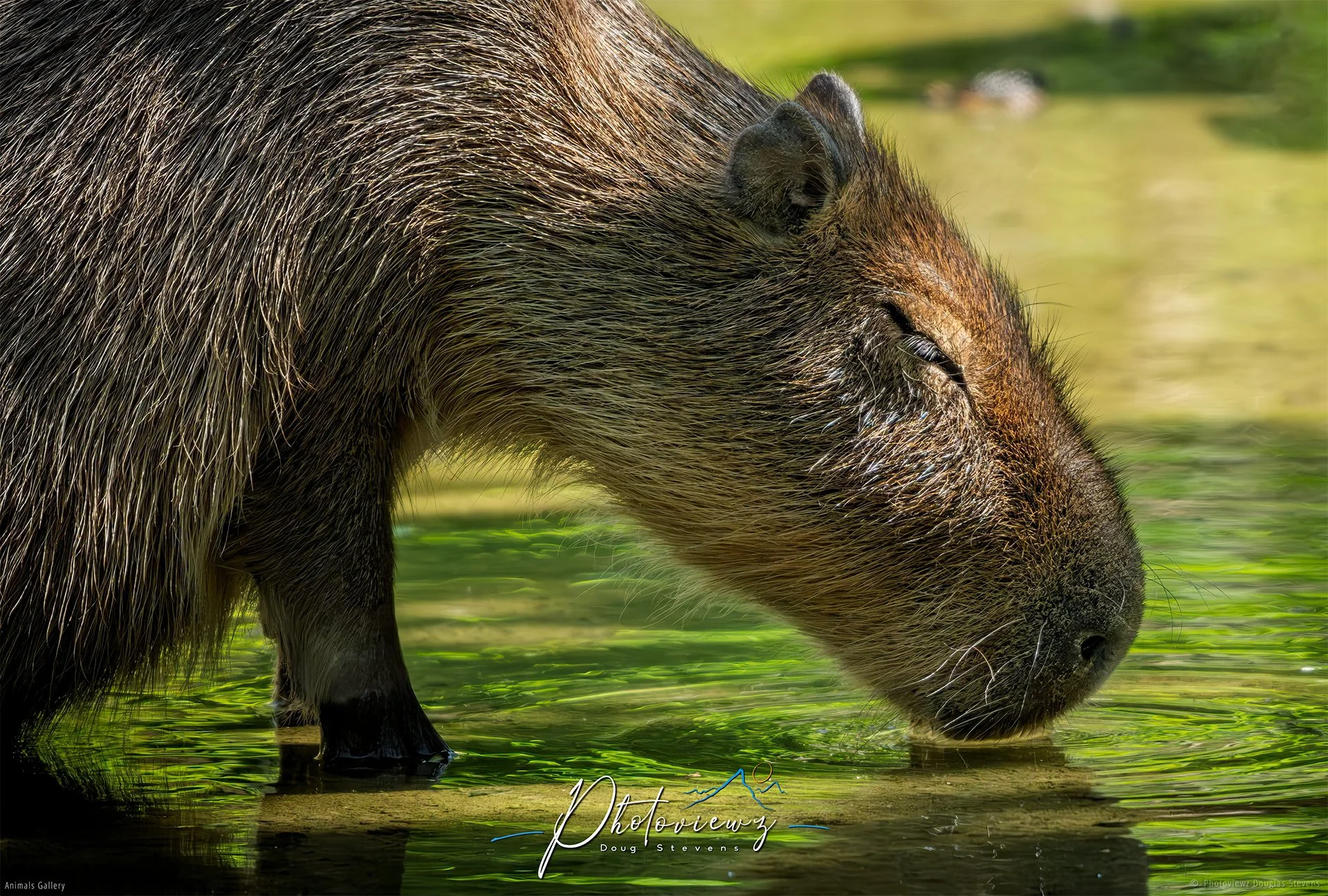 302_DST_Animals_Capybara_L.jpg