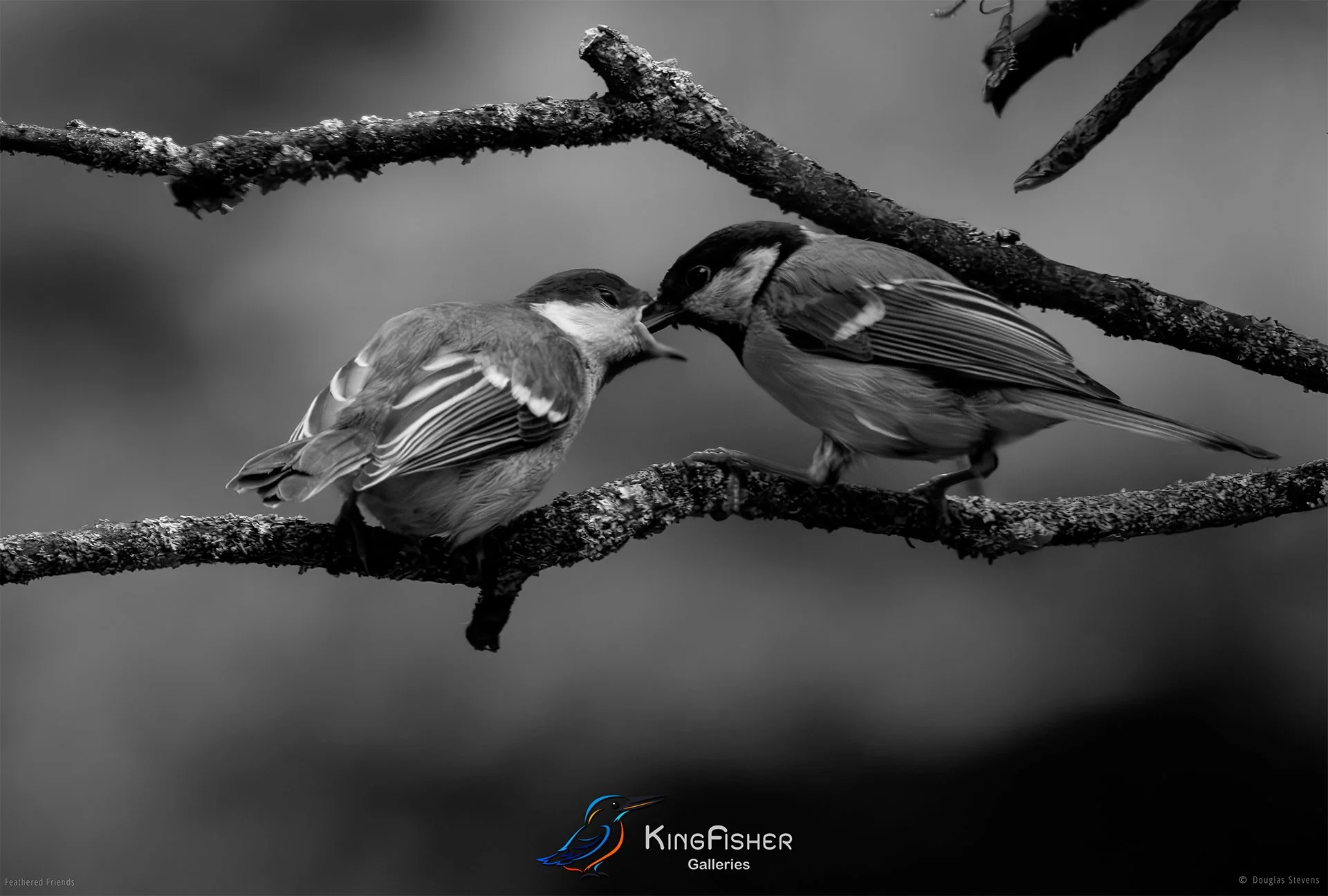 621_DST_Birds_2025_Motherly_Love_L_BW.jpg