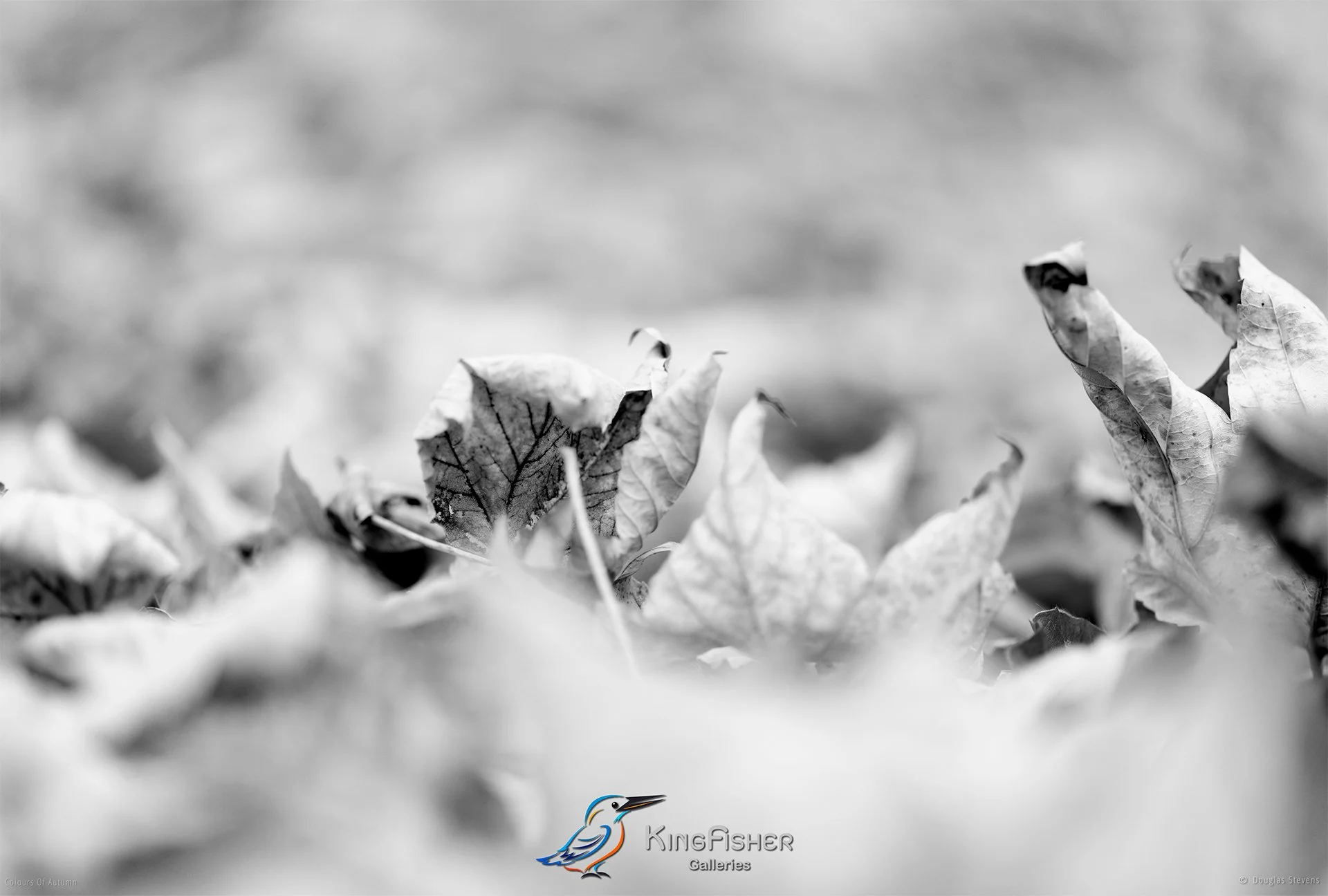 015_DST_Colours_Of_Autumn_L_BW.jpg