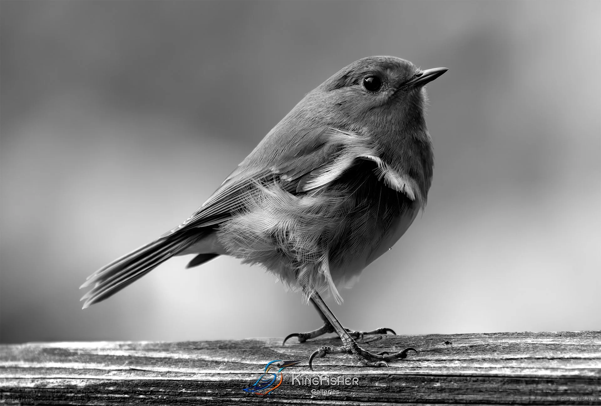 531_DST_Birds_2025_Robin_Windswept_L_BW.jpg