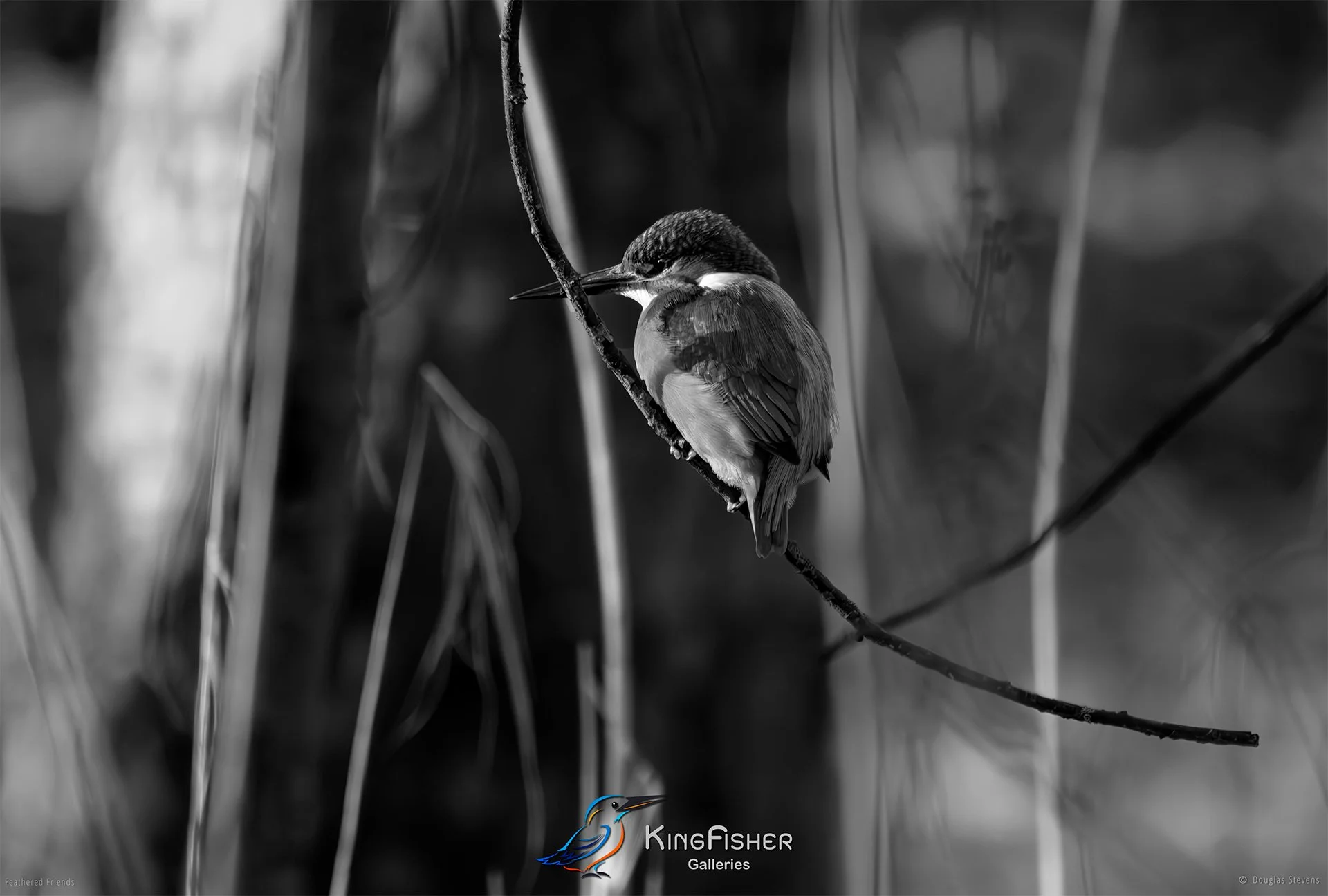 496_DST_Birds_2025_Kingfisher_Swinging_L_BW.jpg