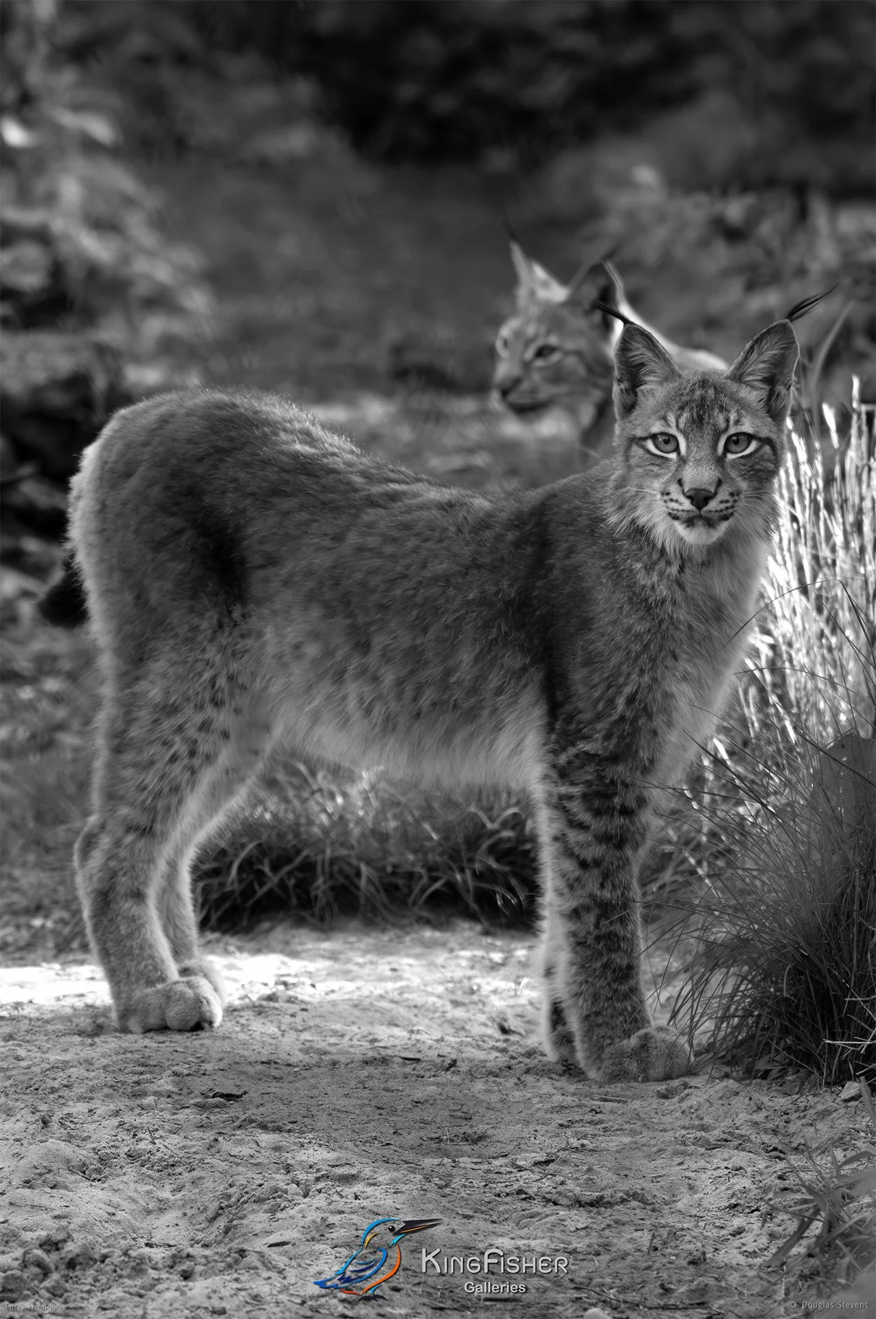 303_DST_Animals_Eurasian_Lynx_P_BW.jpg