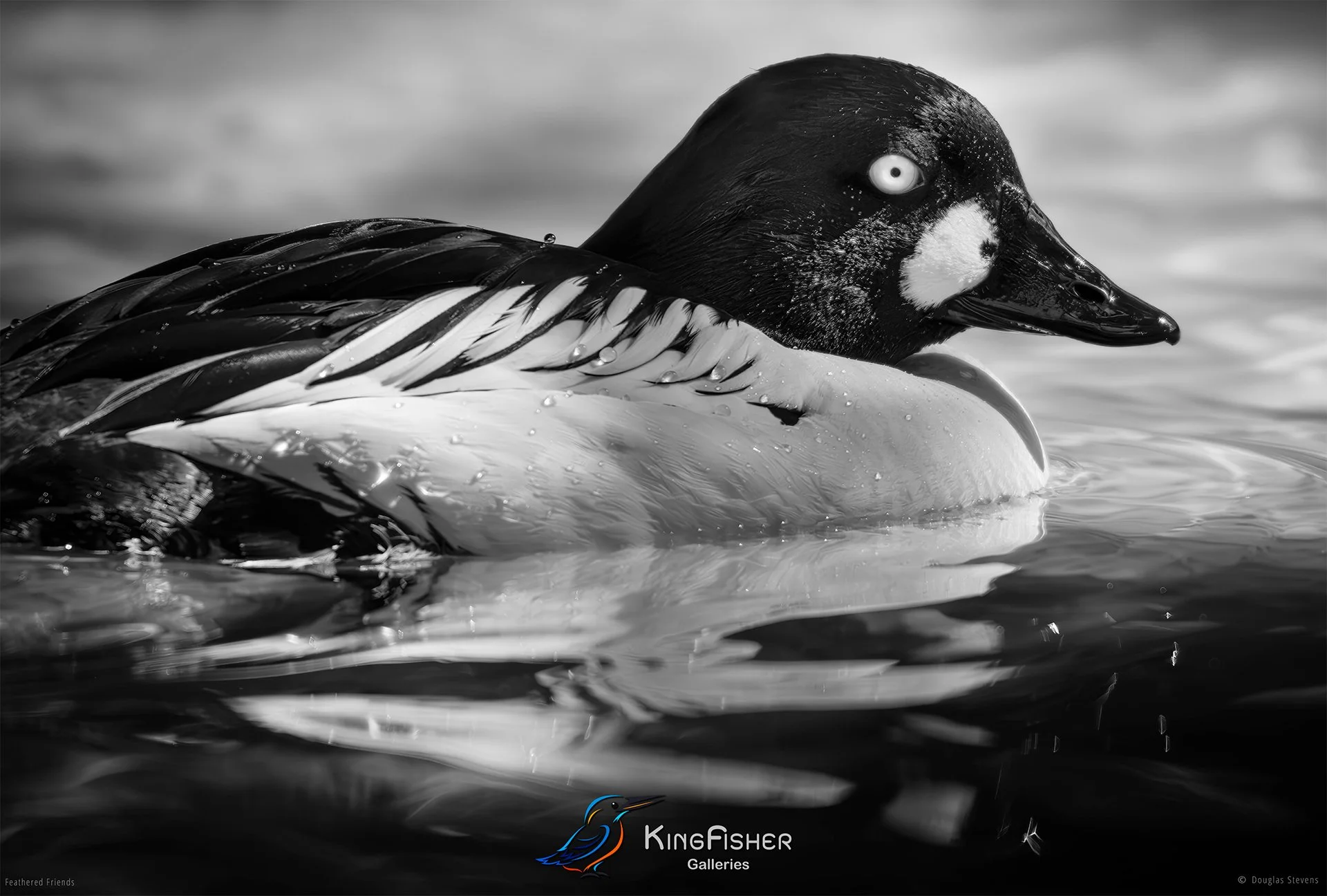 606_DST_Birds_2025_Common_Goldeneye_L_BW.jpg