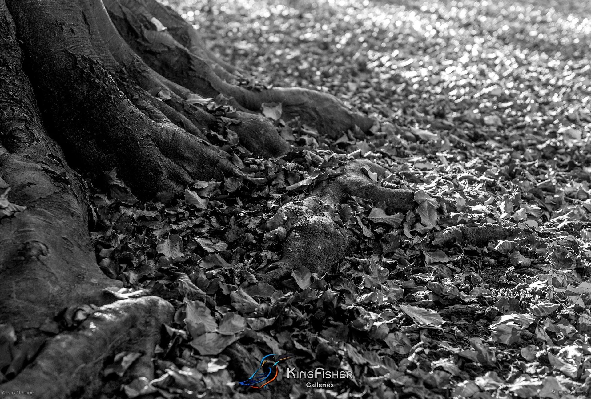 072_DST_Colours_Of_Autumn_L_BW.jpg