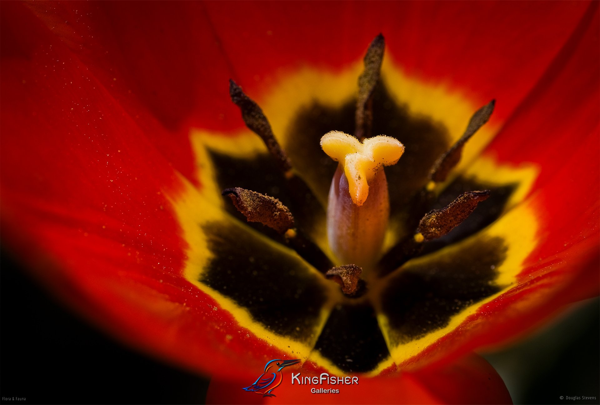 046_DST_Flora_Fauna_2010_Tulip_Stem_L.jpg