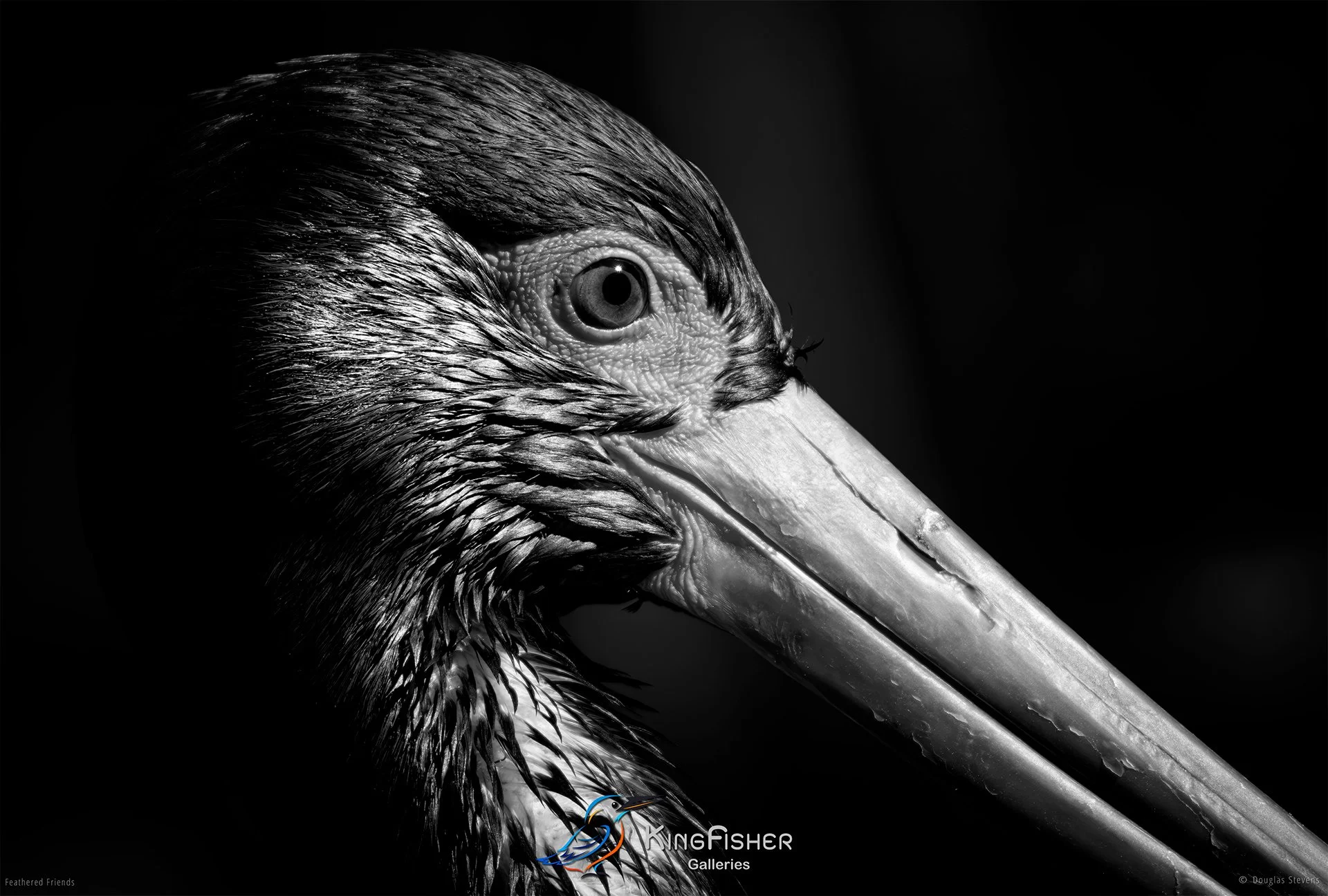 608_DST_Birds_2025_Black_Stork_L_BW.jpg