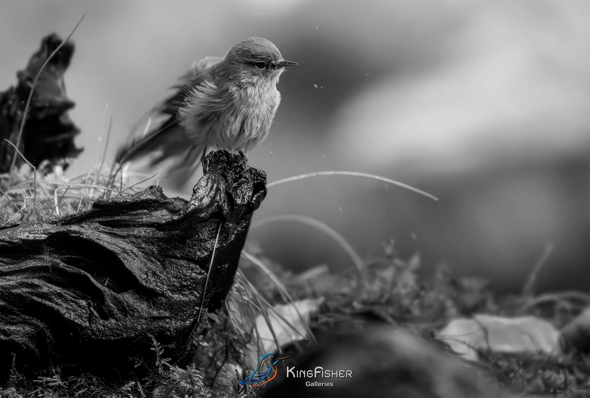 721_DST_Birds_2025_Common_Chiffchaff_Shake_It_L_BW.jpg
