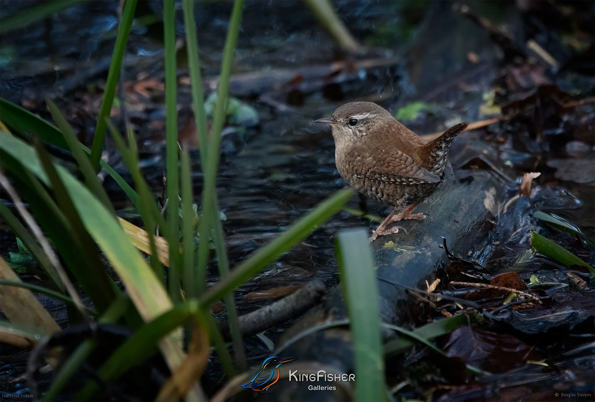 404_DST_Birds_2025_Wren_L.jpg