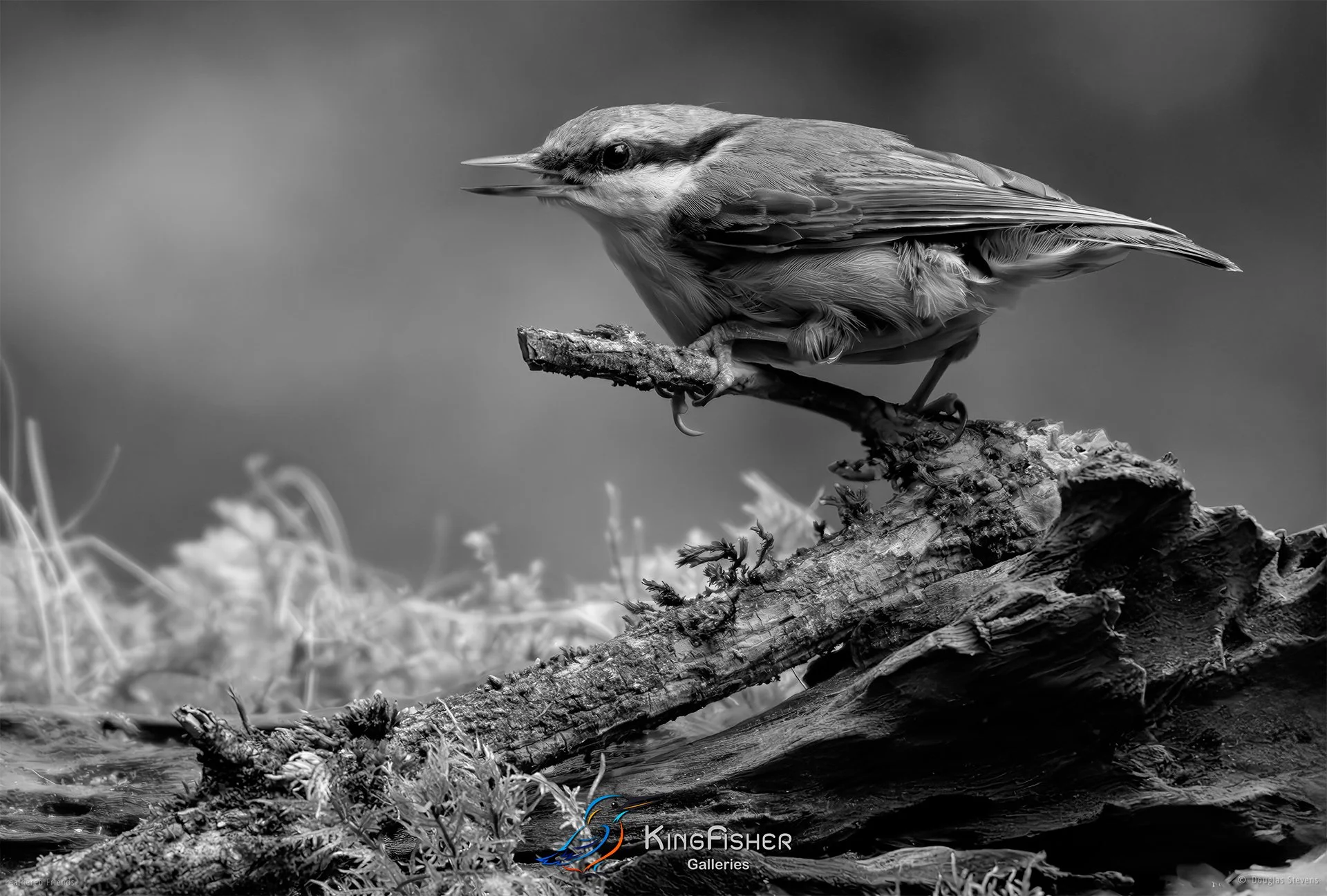 571_DST_Birds_2025_Nuthatch_L_BW.jpg