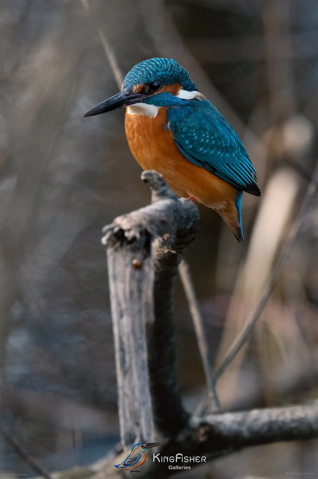 399_DST_Birds_2025_Kingfisher_P.jpg