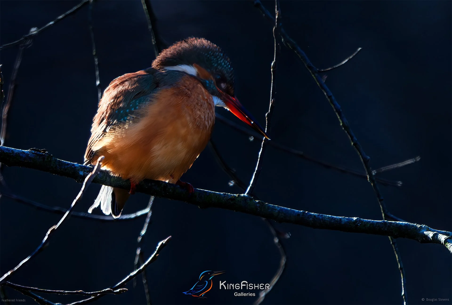 411_DST_Birds_2025_Kingfisher_L.jpg