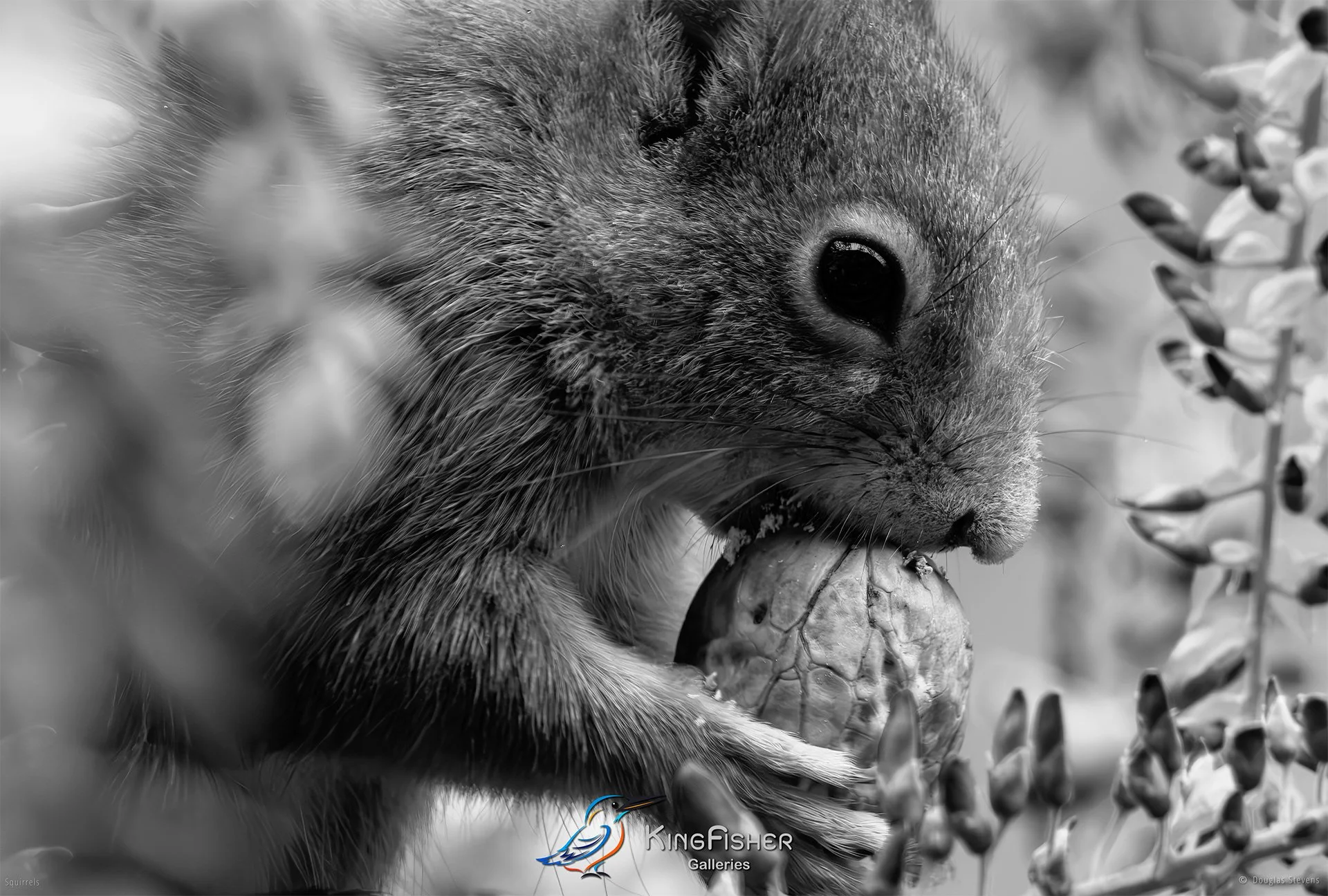584_DST_Squirrels_Walnut_Delight_Closeup_L_BW.jpg