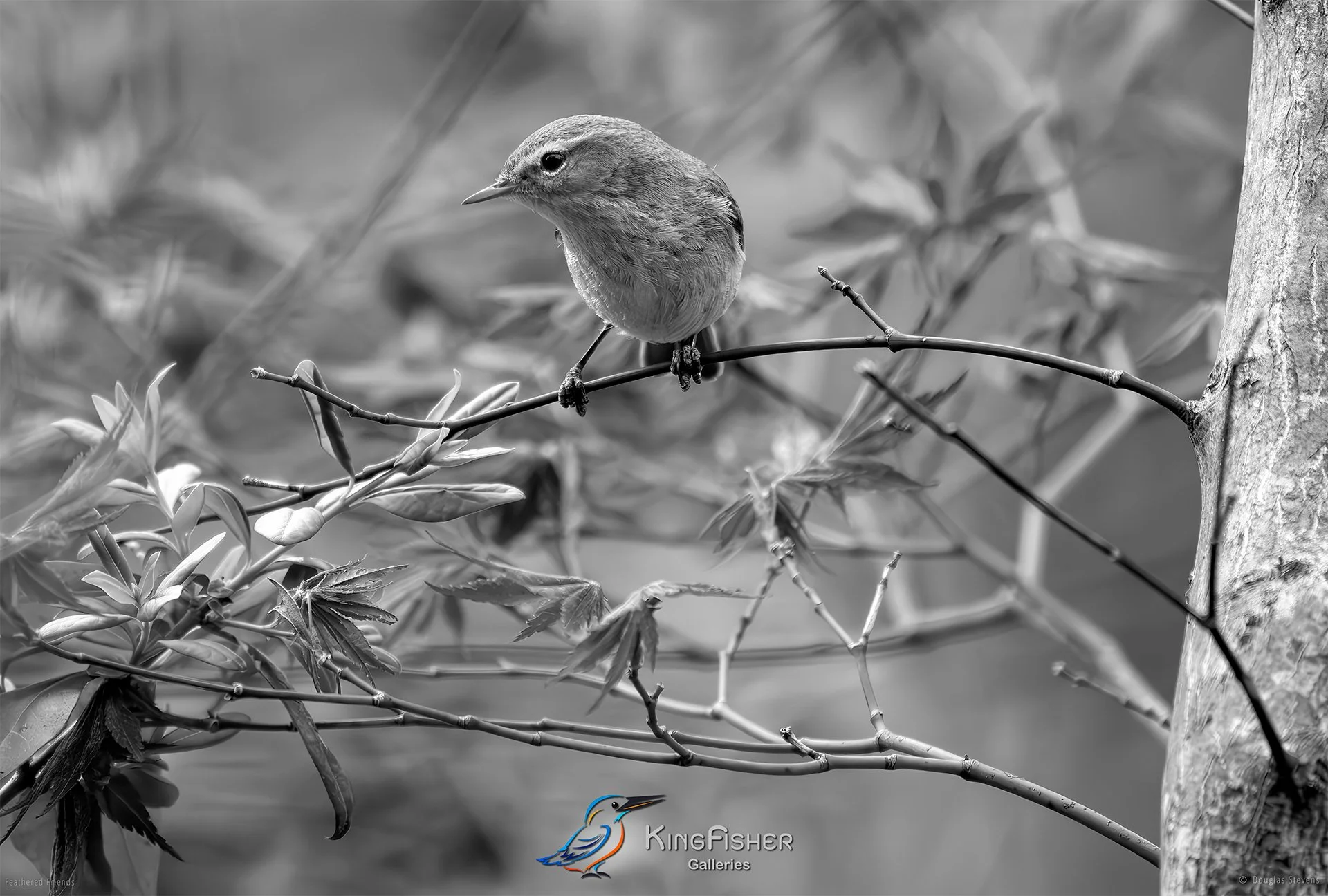 692_DST_Birds_2025_Chiffchaff_L_BW.jpg