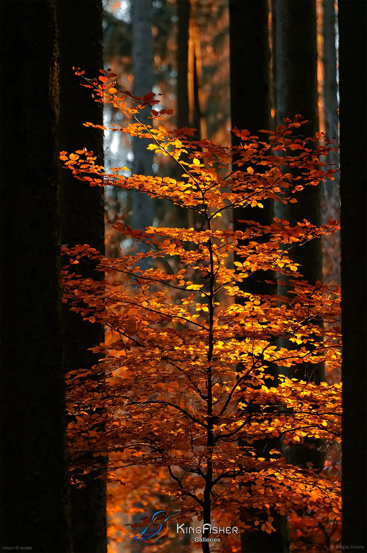 057_DST_Colours_Of_Autumn_P.jpg
