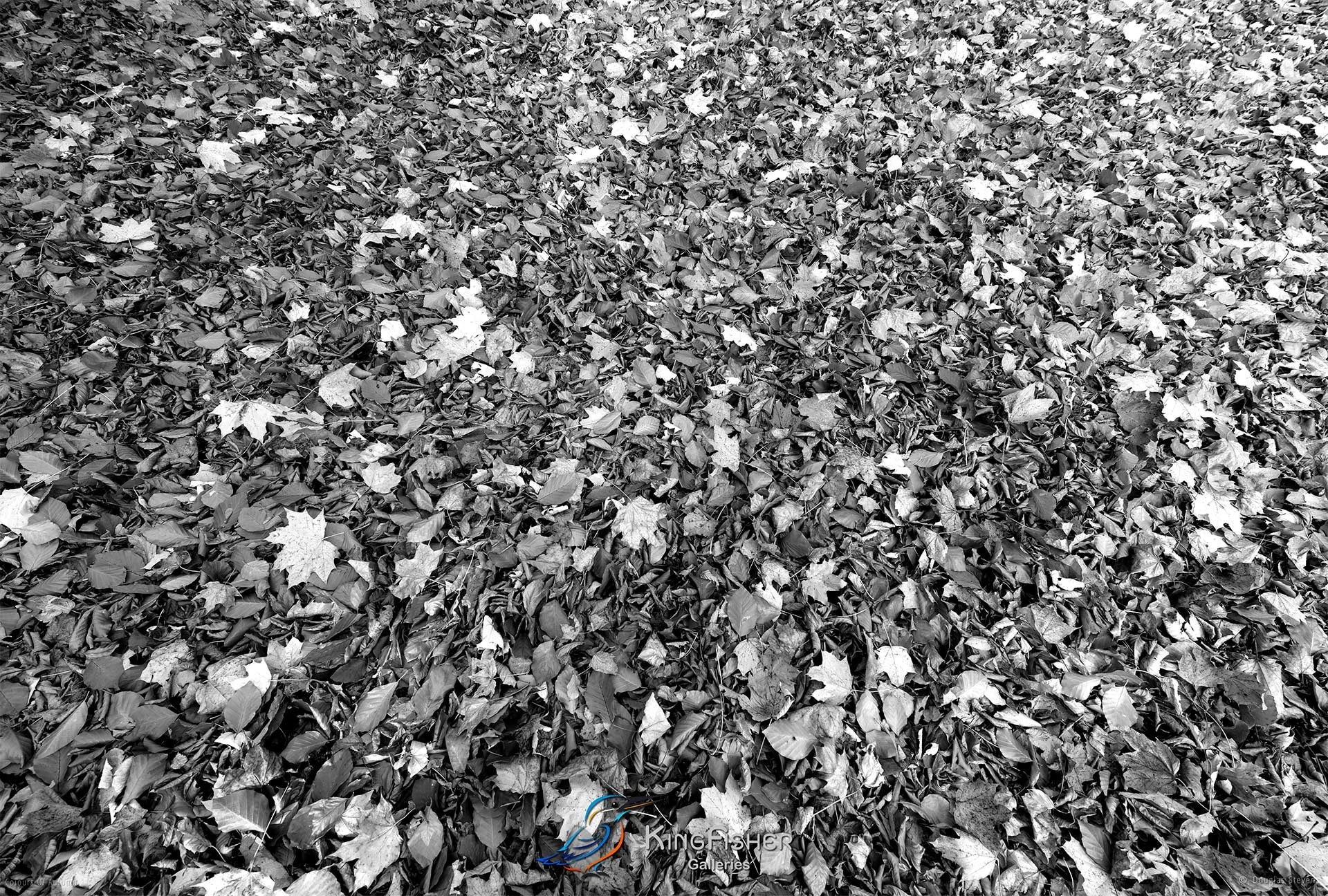 013_DST_Colours_Of_Autumn_L_BW.jpg