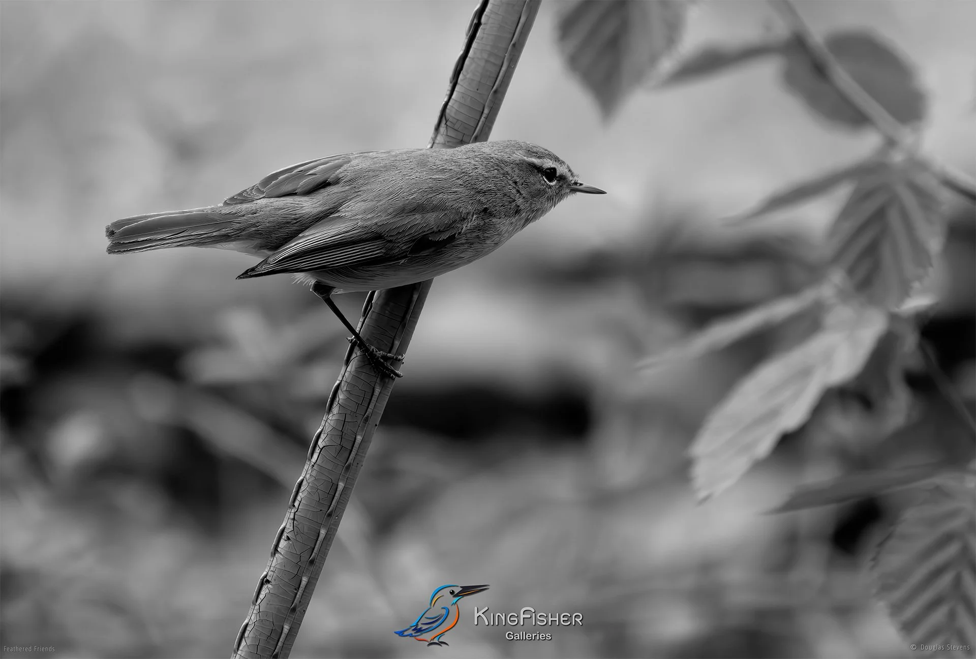 696_DST_Birds_2025_Chiffchaff_L_BW.jpg