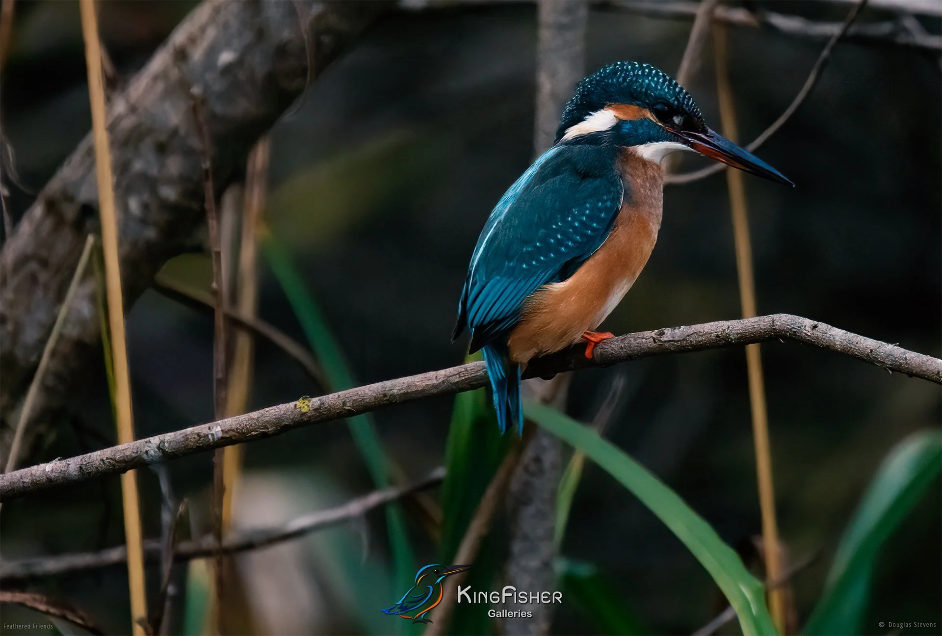 395_DST_Birds_2025_Kingfisher_L.jpg