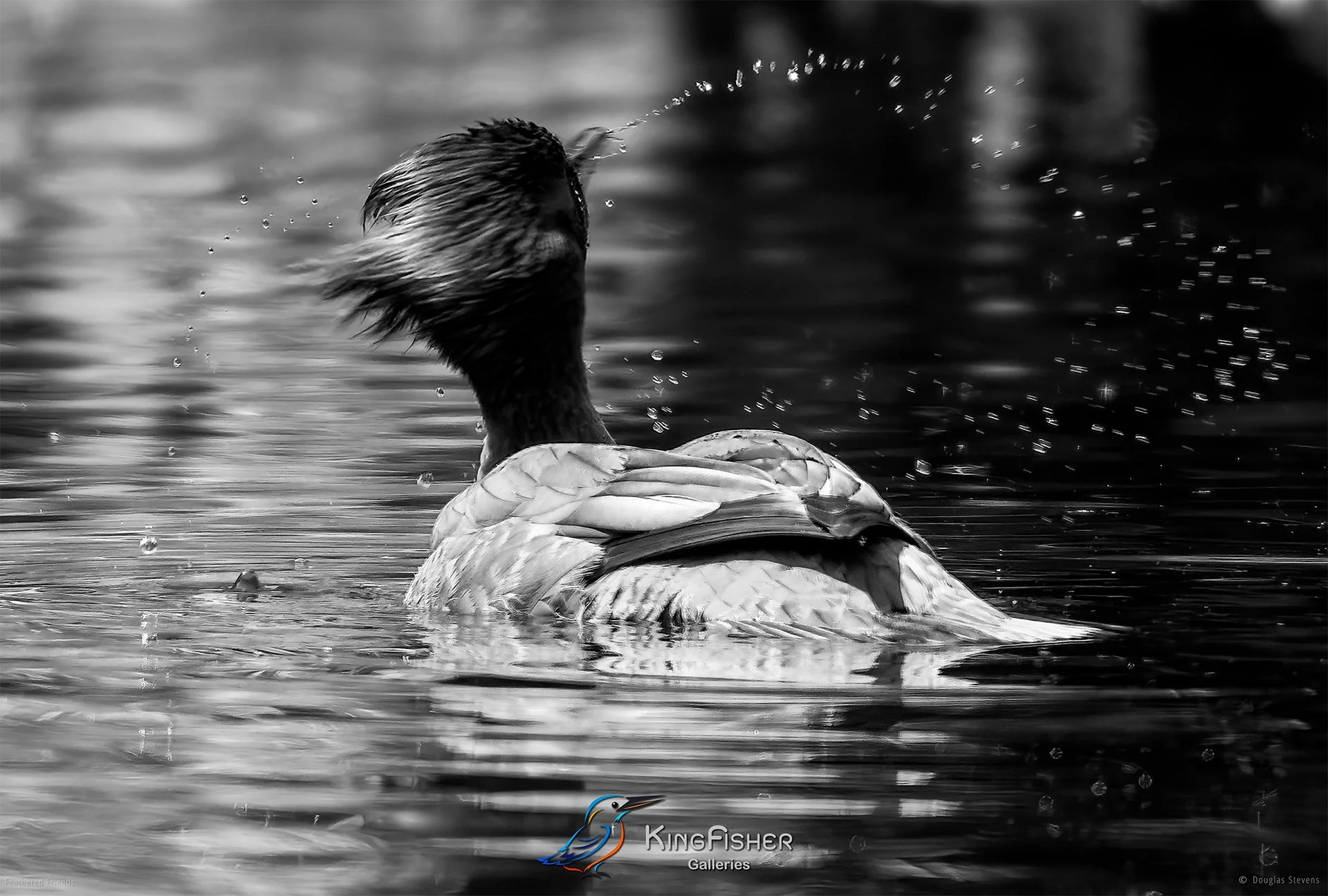 673_DST_Birds_2025_Common_Merganser_L_BW.jpg