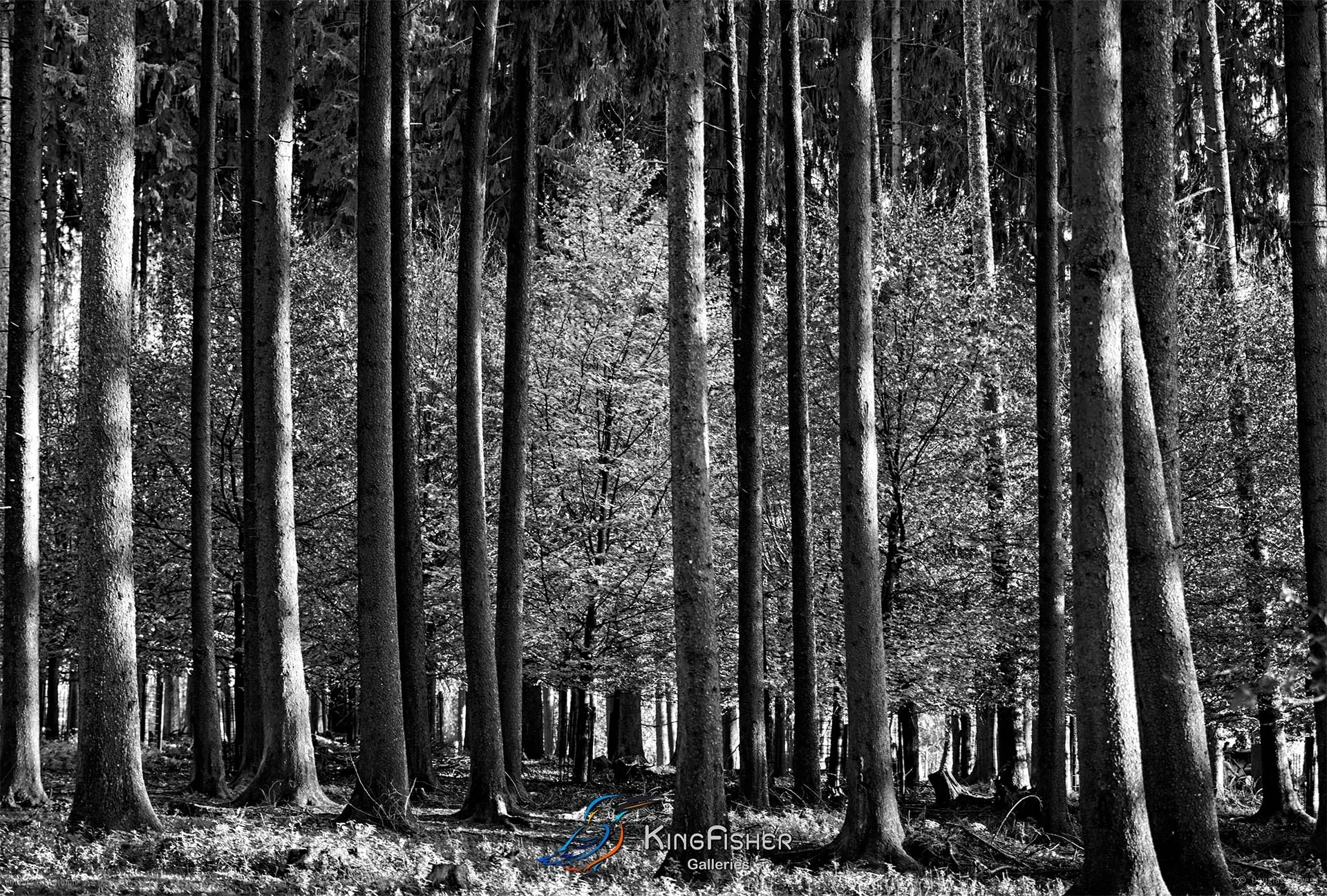 058_DST_Colours_Of_Autumn_L_BW.jpg