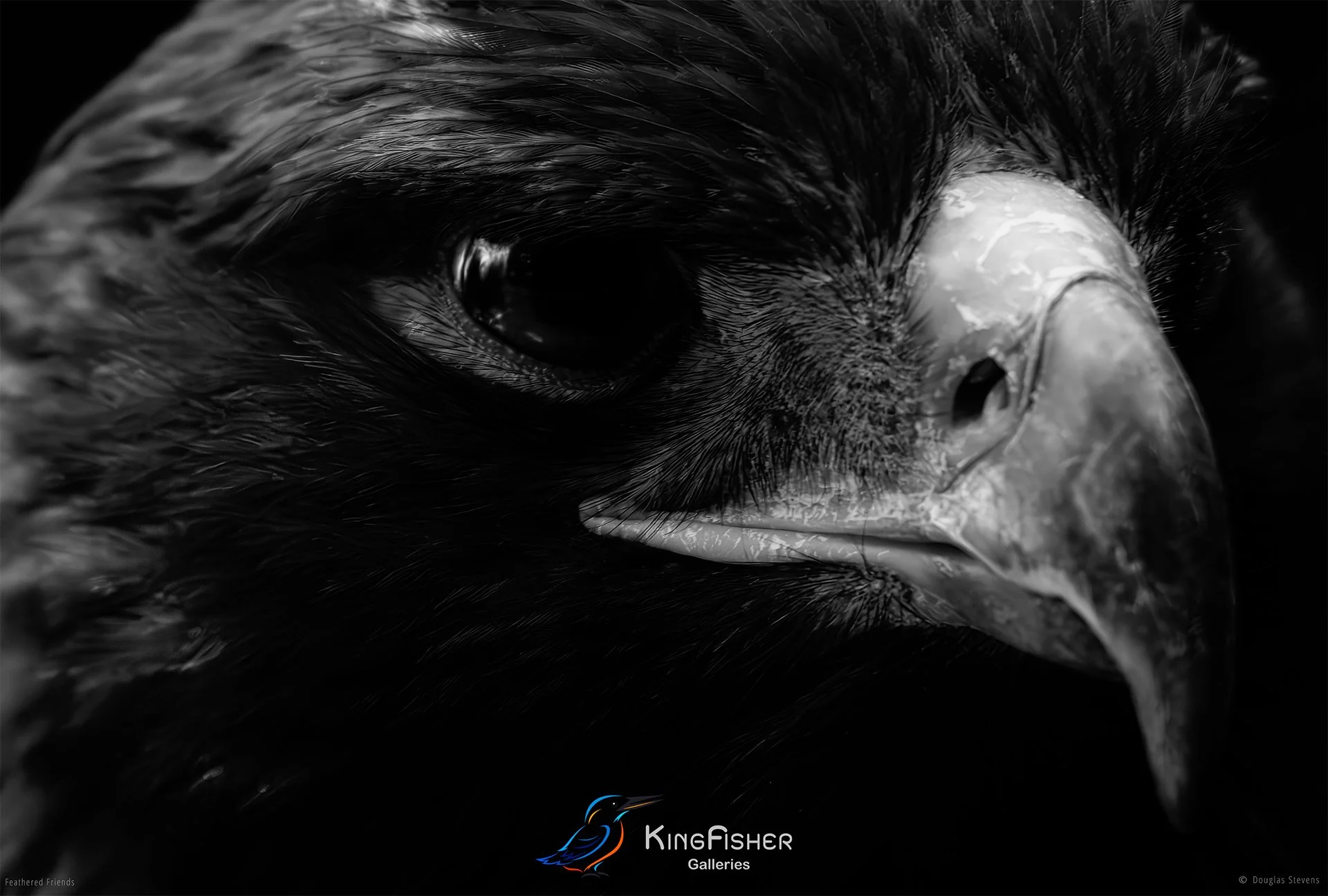 588_DST_Birds_2025_Steppe_Eagle_Portrait_L_BW.jpg