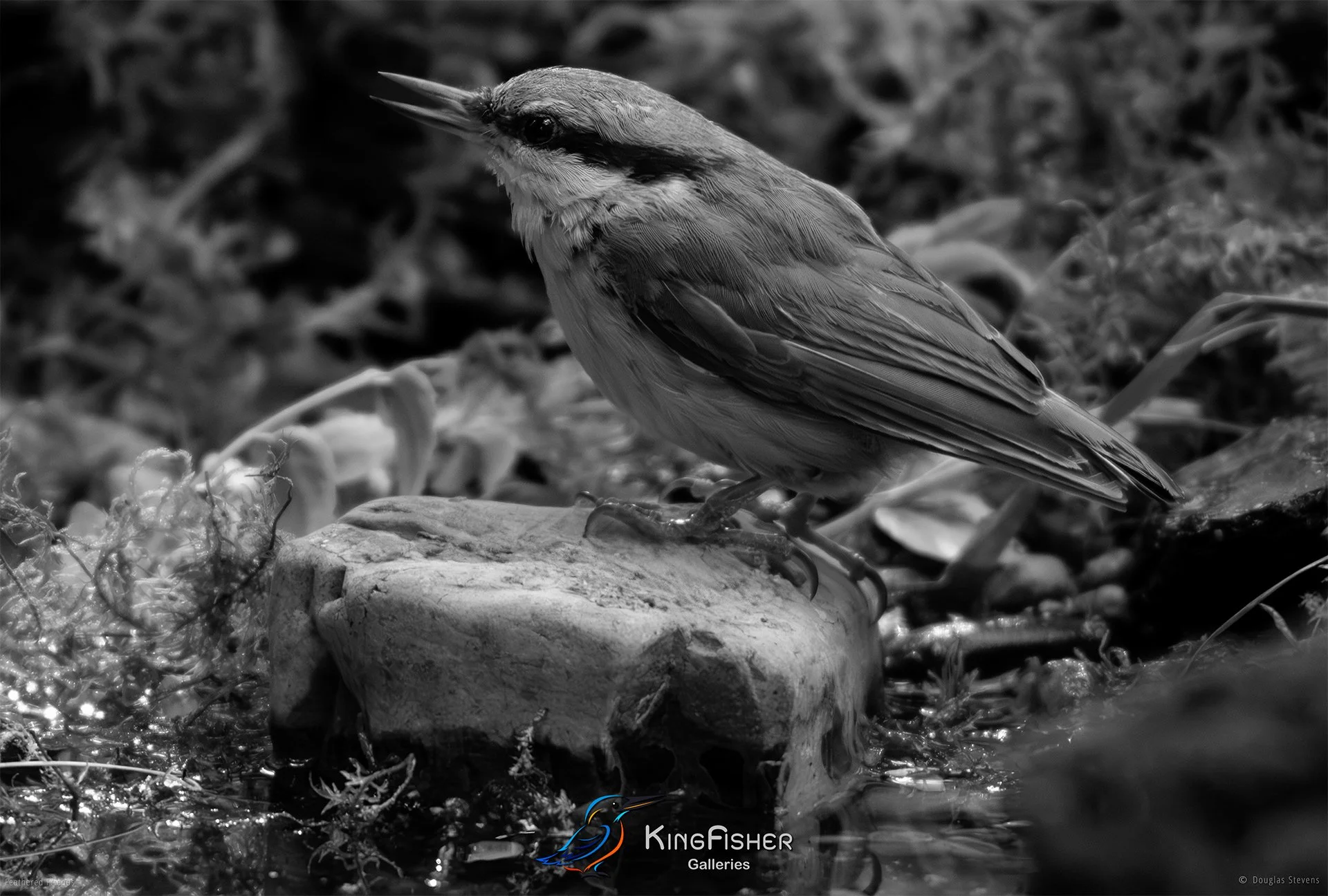 583_DST_Birds_2025_Nuthatch_Platform_L_BW.jpg