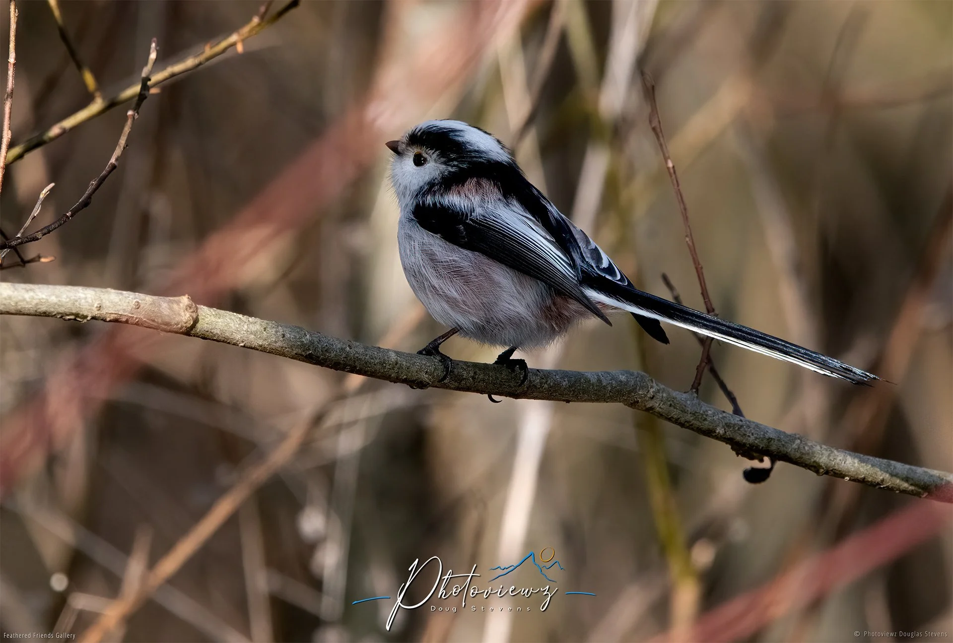 401_DST_Birds_2025_Long-Tailed_Tit_L.jpg