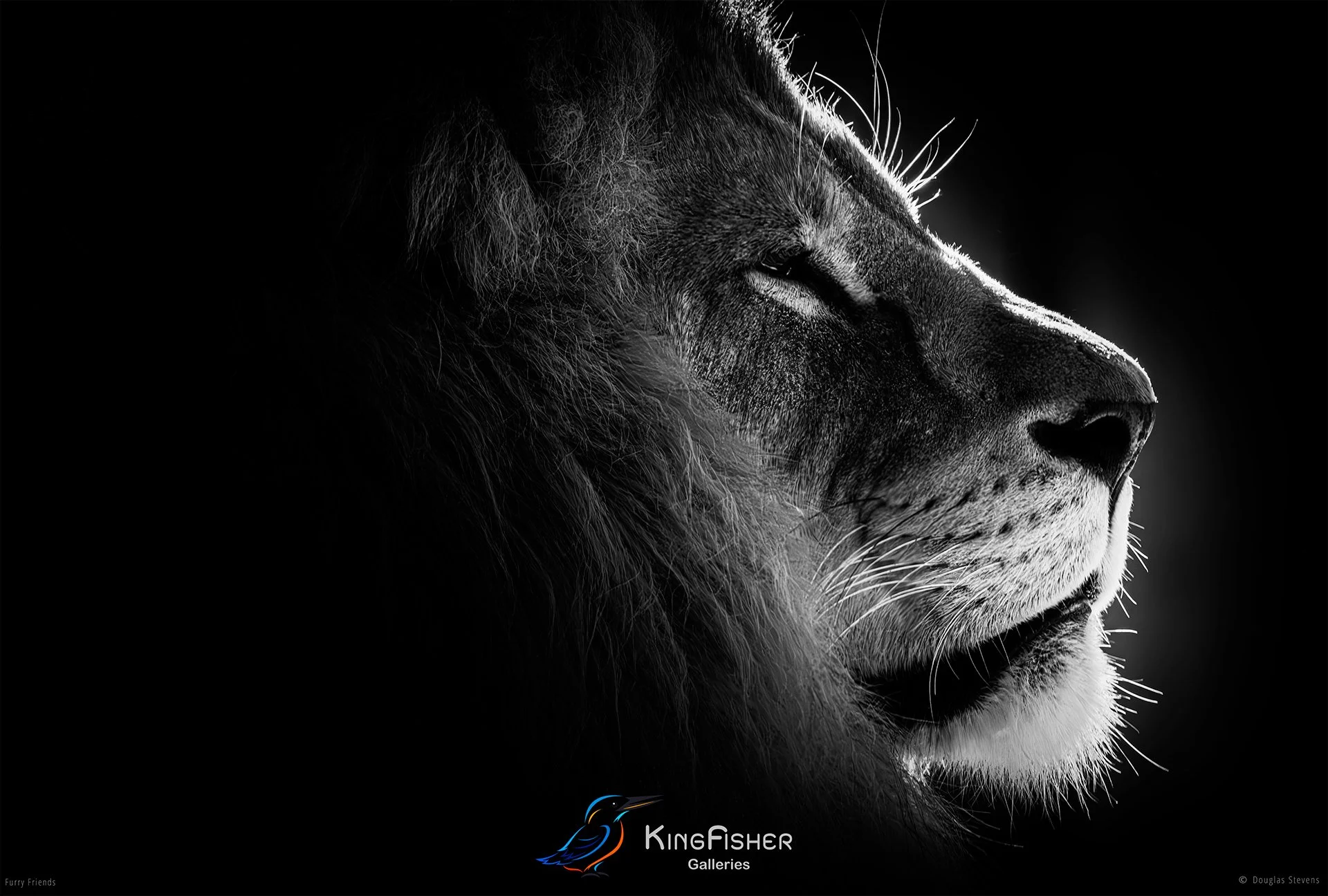 284_DST_Animals_King_L_BW.jpg