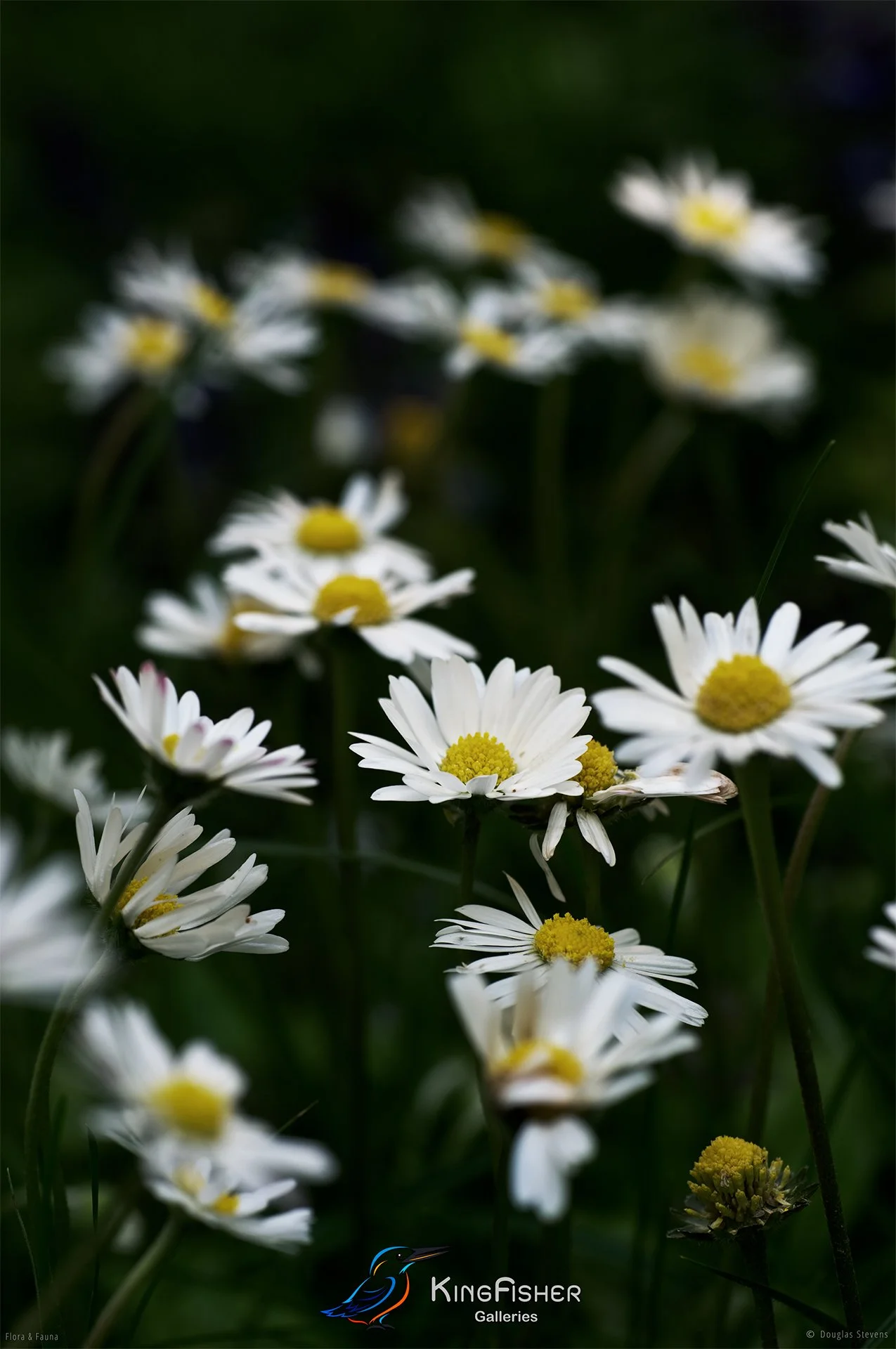 016_DST_Flora_Fauna_2008_Common_Daisy_P.jpg