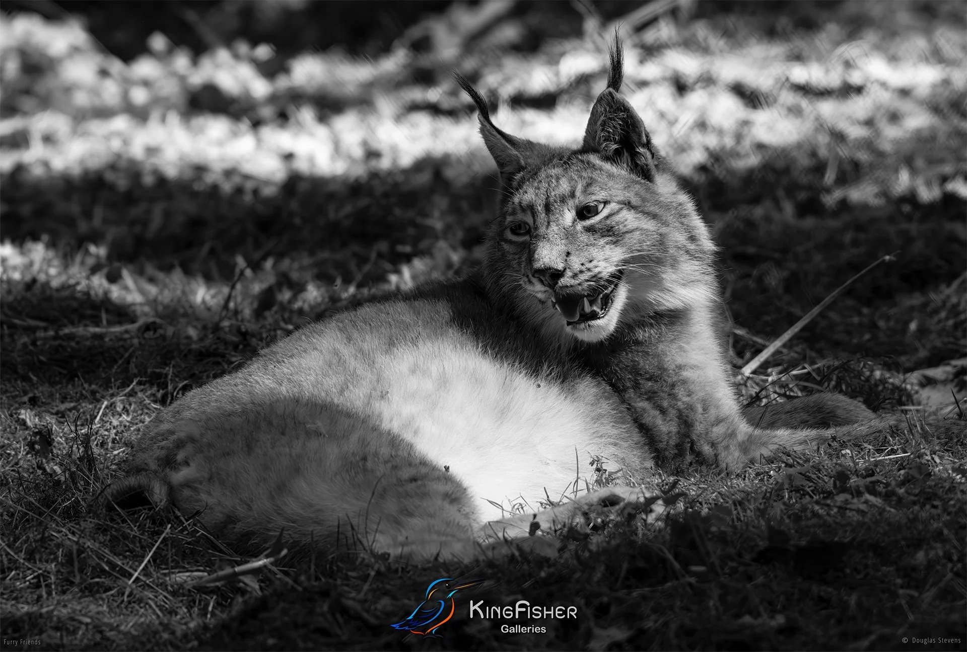 281_DST_Animals_Eurasian_Lynx_L_BW.jpg