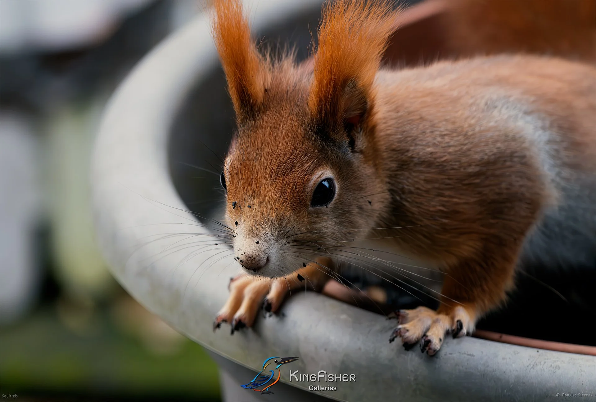 544_DST_Squirrels_Dirty_Nose_L.jpg