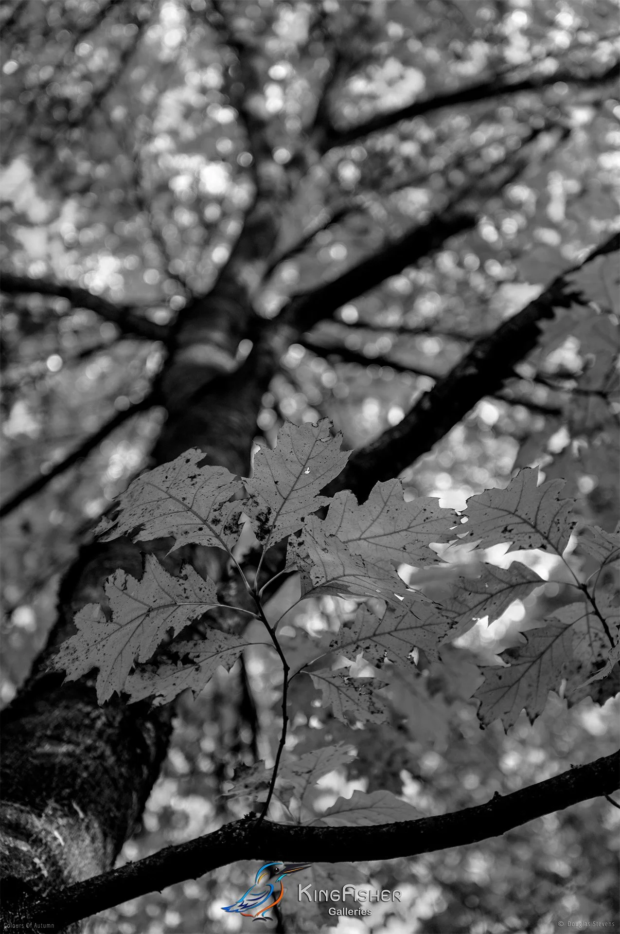 011_DST_Colours_Of_Autumn_P_BW.jpg