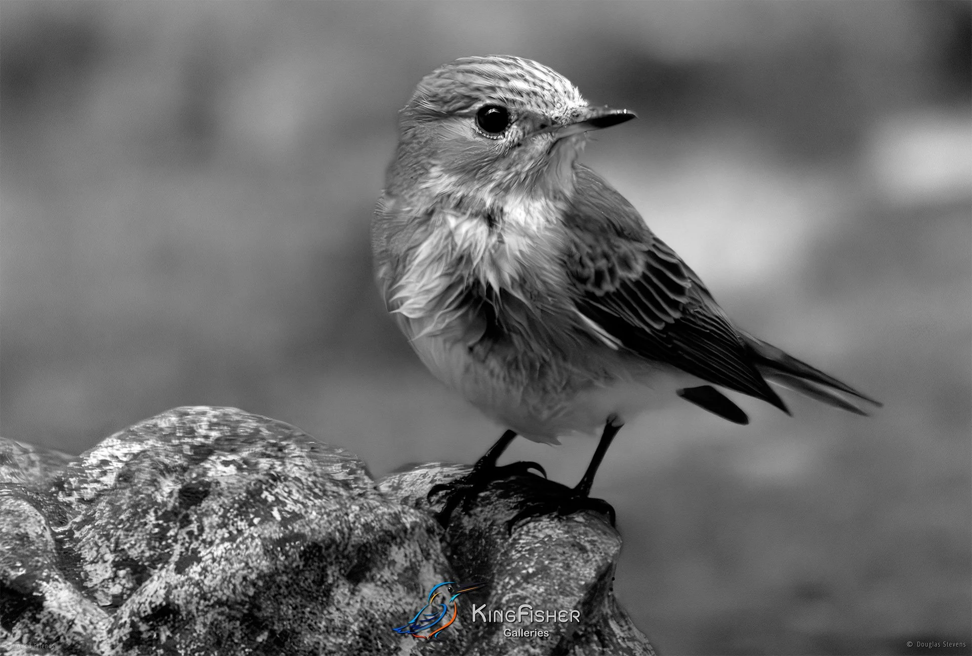690_DST_Birds_2025_Spotted_Flycatcher_Diligent_L_BW.jpg
