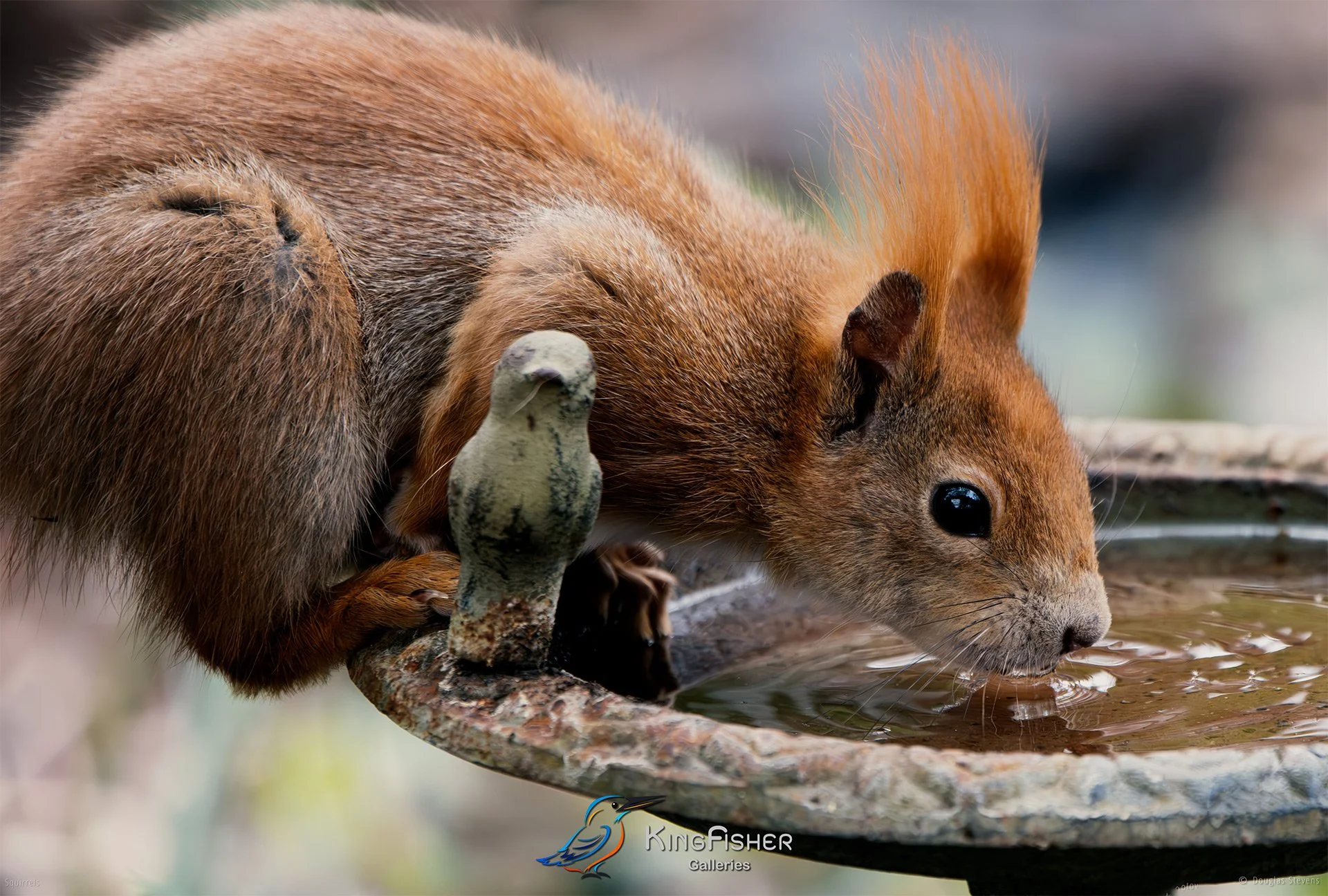 548_DST_Squirrels_Thirsty_L.jpg