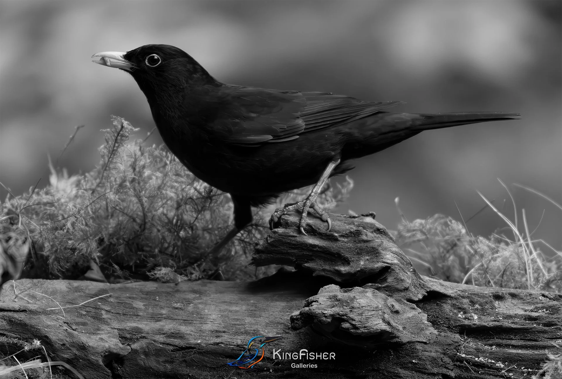 572_DST_Birds_2025_Blackbird_The_Early_Bird_L_BW.jpg