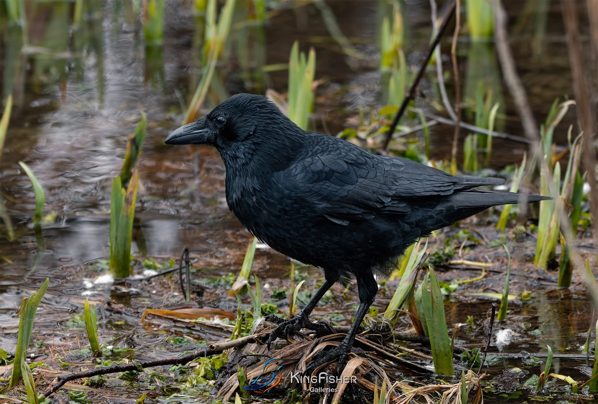 442_DST_Birds_2025_Carrion_Crow_L.jpg