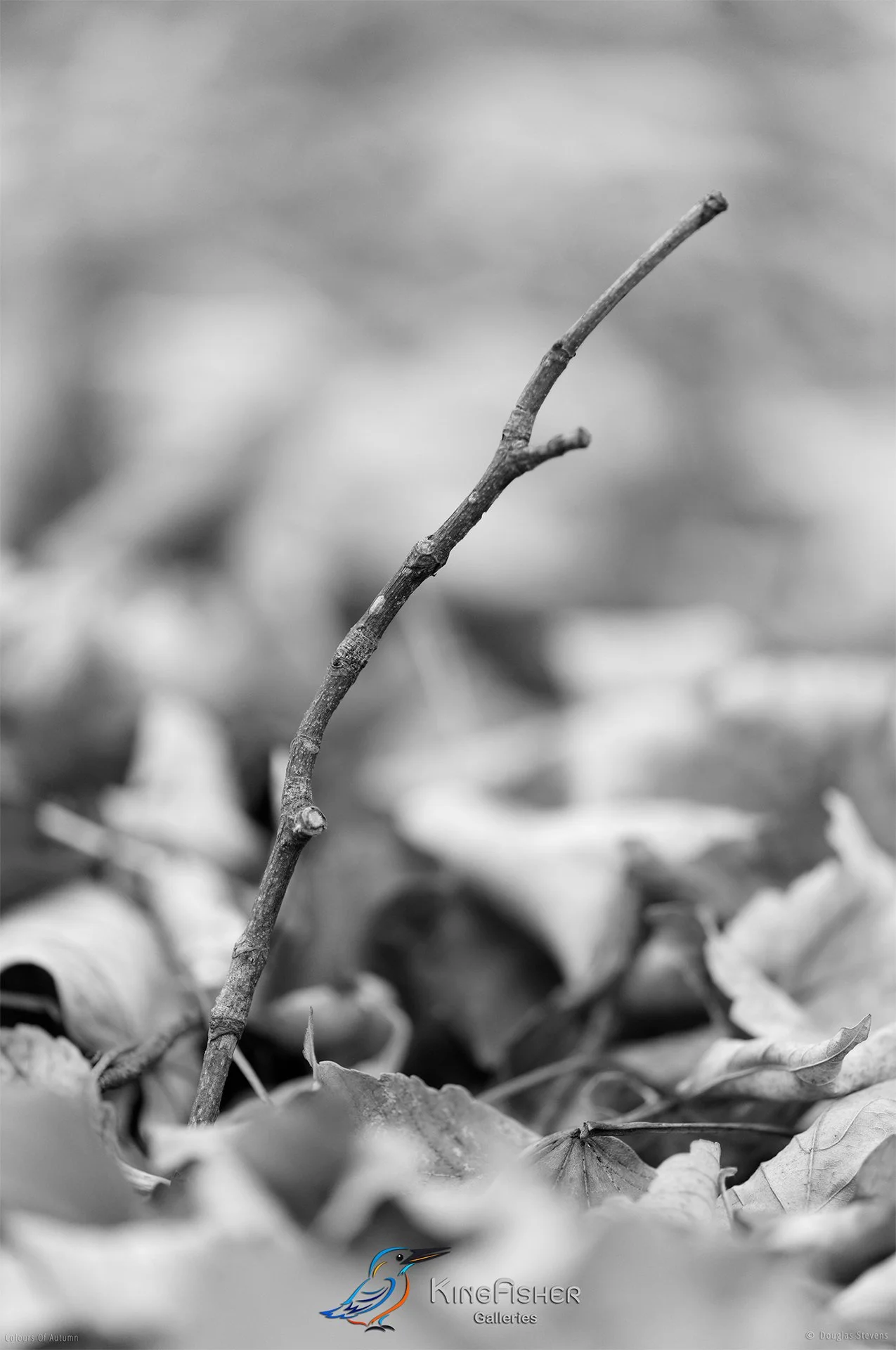 016_DST_Colours_Of_Autumn_P_BW.jpg