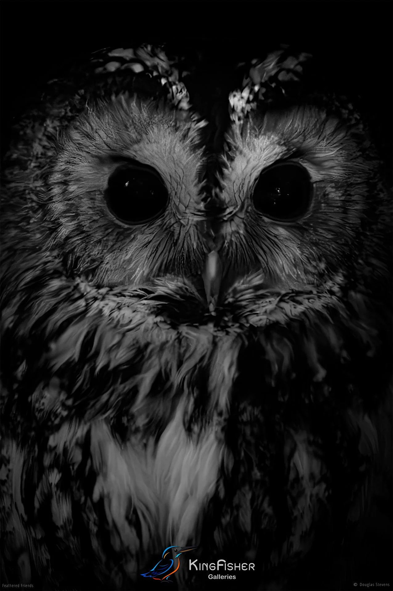 553_DST_Birds_2025_Dont_KnowOwl_Front_Profile_P_BW.jpg