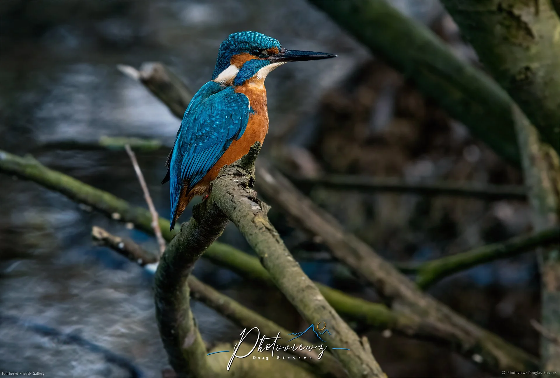 397_DST_Birds_2025_Kingfisher_L.jpg
