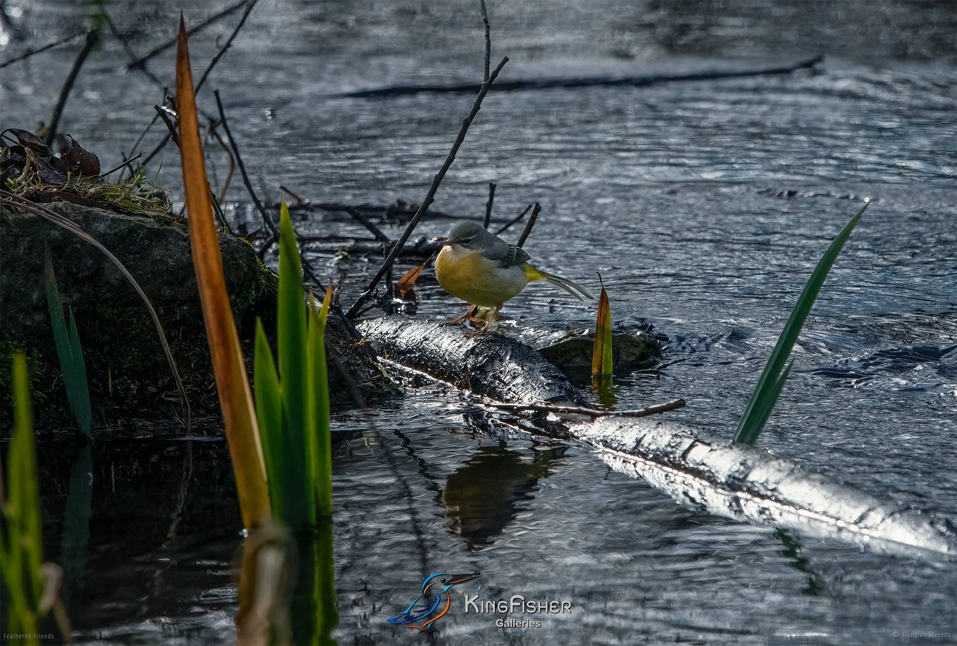 402_DST_Birds_2025_Grey_Wagtail_L.jpg